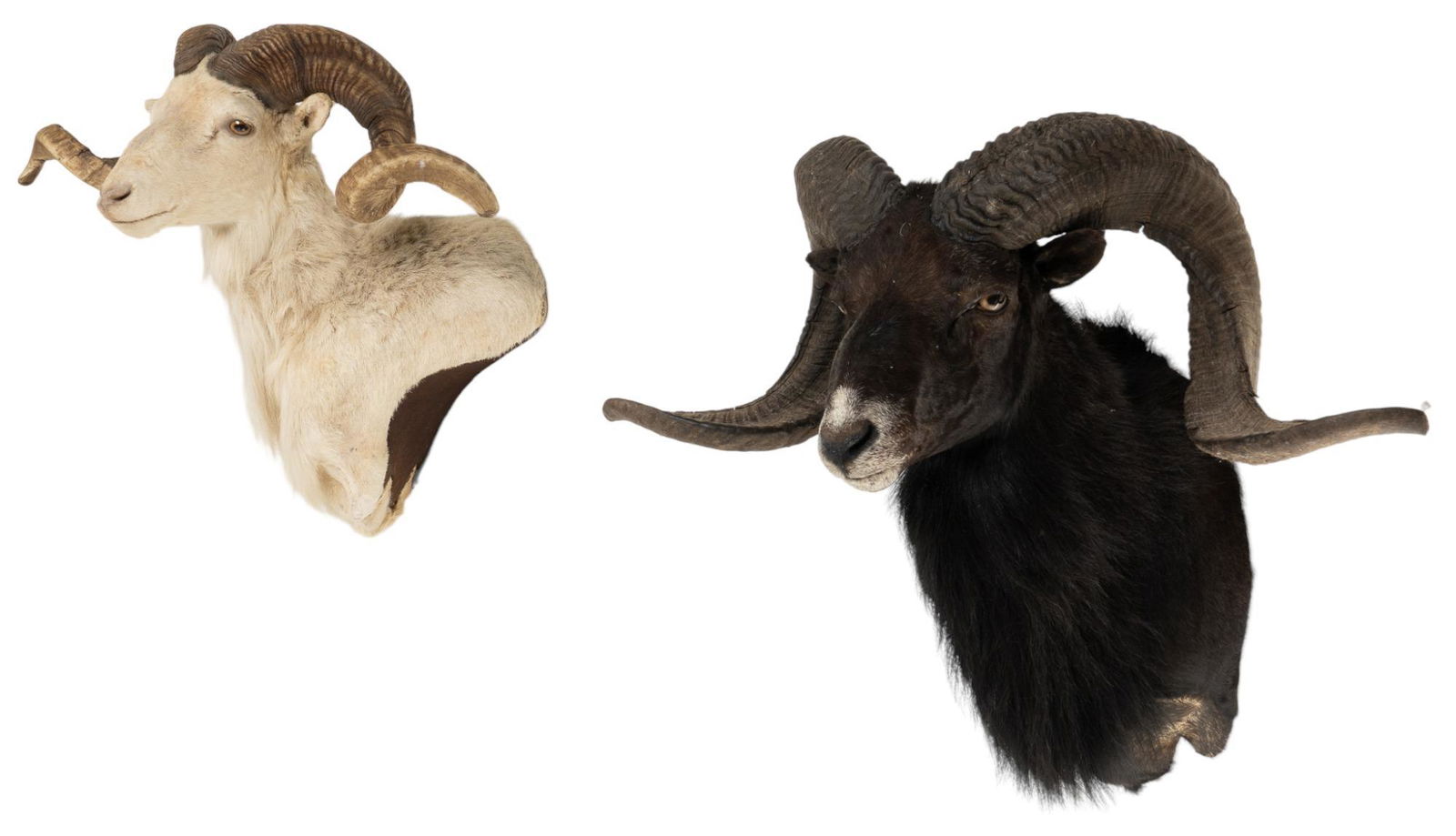 Texas Dall Sheep And Black Ram Shoulder Mounts Auction