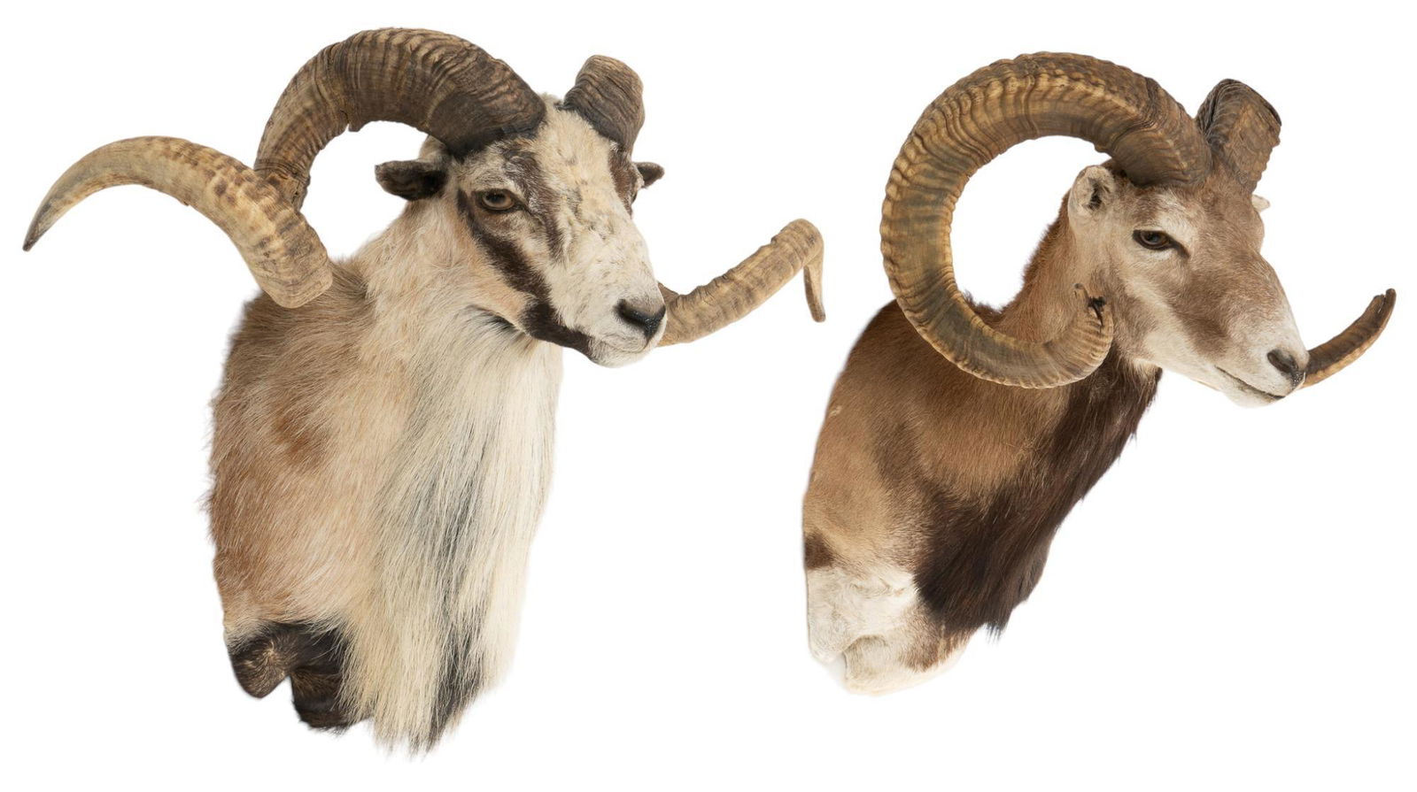 Red Sheep and Ram Shoulder Mounts (1 of 6)