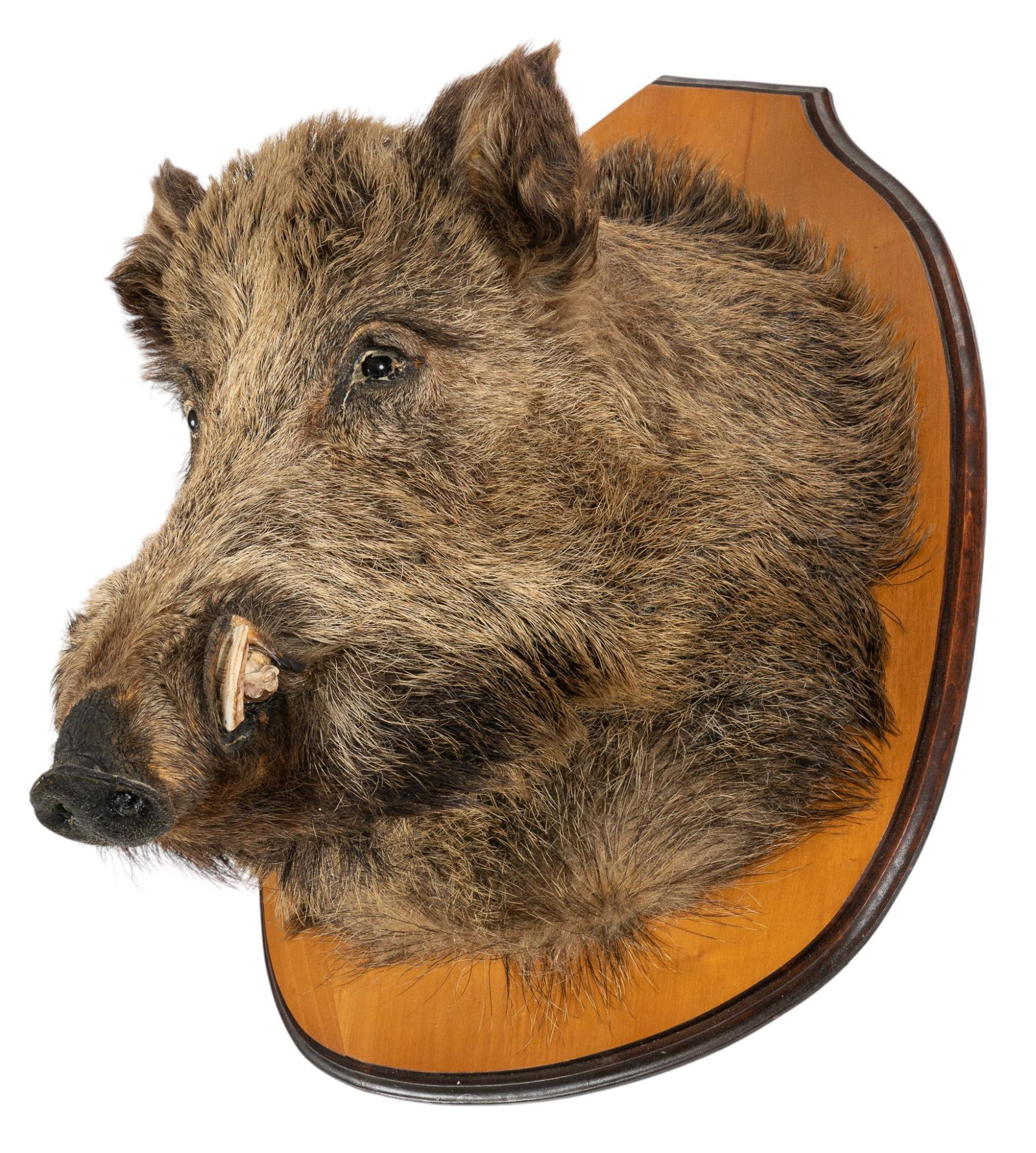 Boar Shoulder Mount: Boar shoulder mount taxidermy height 29 in. x width 20 in. x depth 15.5 in. We happily provide seamless shipping services on everything we sell. Please email us at sh