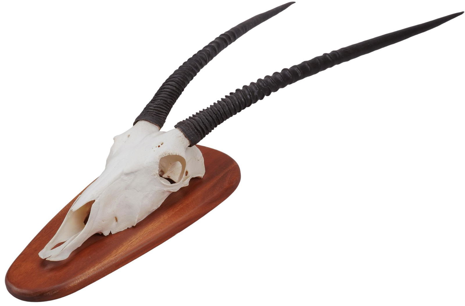 Gemsbok Skull Mount (1 of 6)