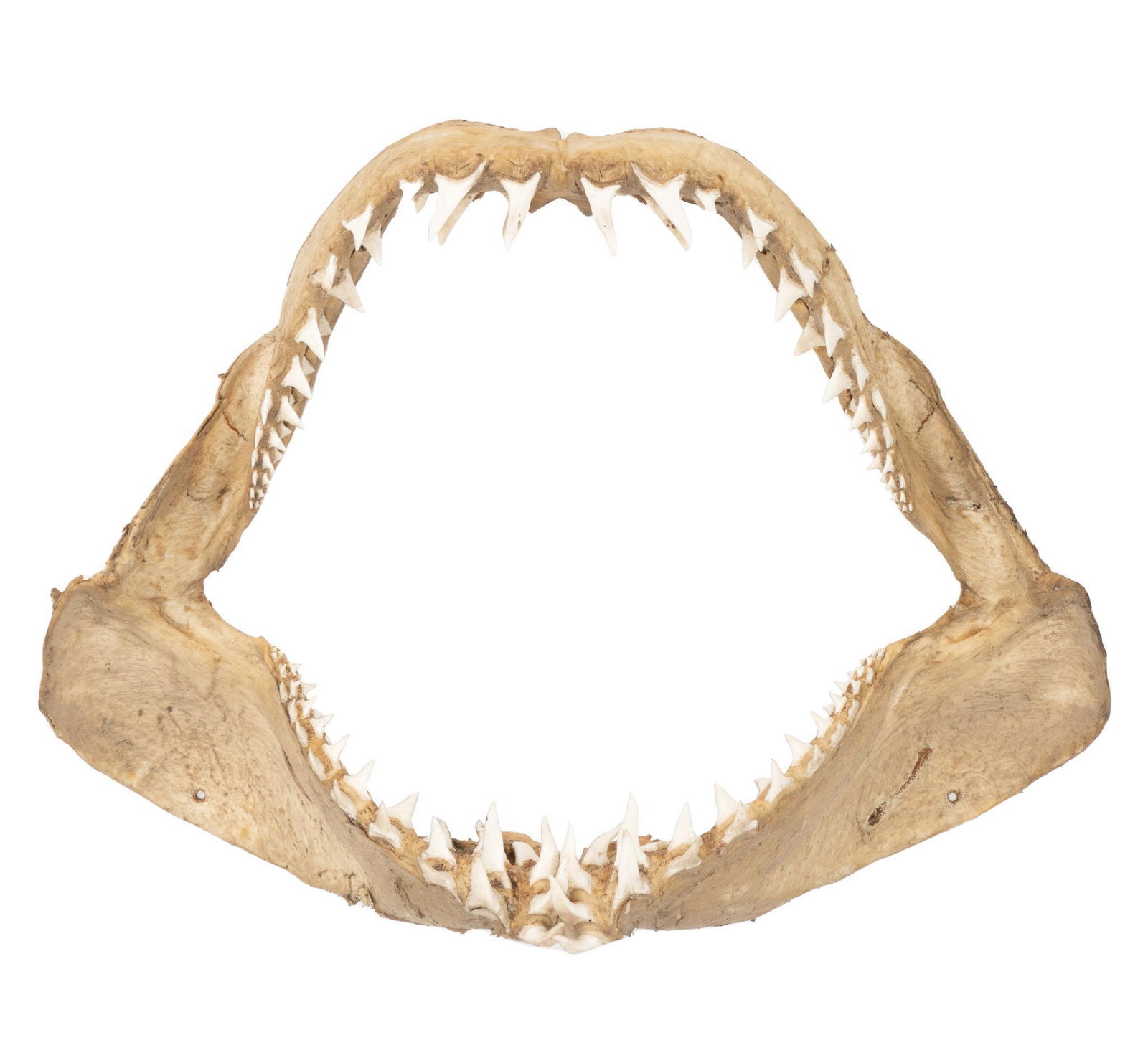 Mako Shark Jaw Auction