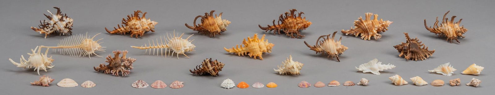 (38) Assorted Murex and Other Shell Specimen (1 of 5)