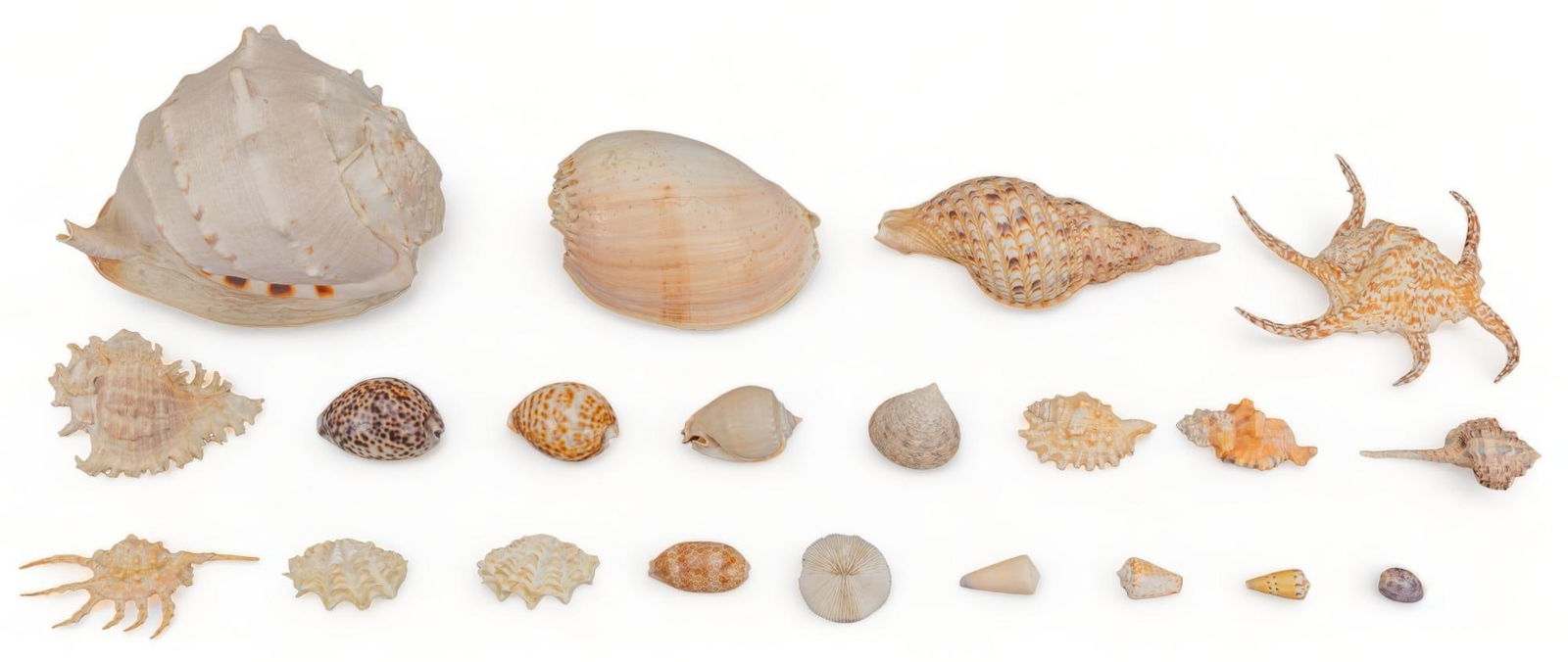 (21) Assorted Seashell Specimen (1 of 7)