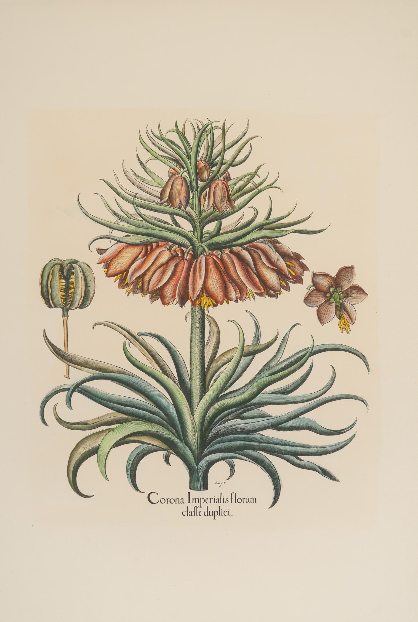 Basilius Beszler, "Corona Imperialis", Engraving (1 of 4)