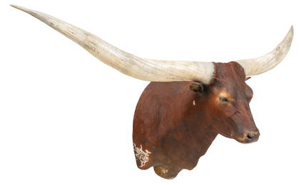 Texas Longhorn Shoulder Mount