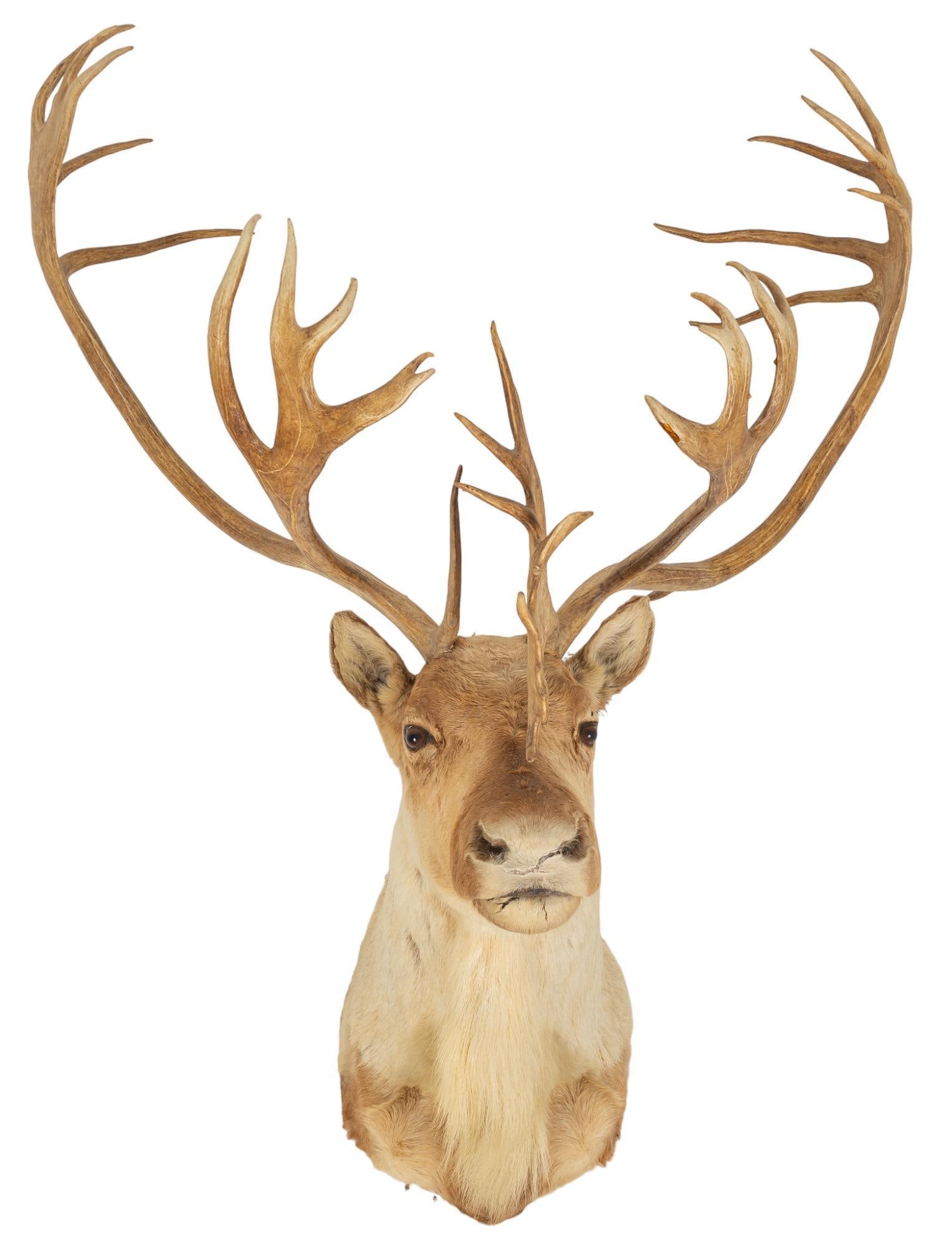 Caribou Shoulder Mount Taxidermy (1 of 4)