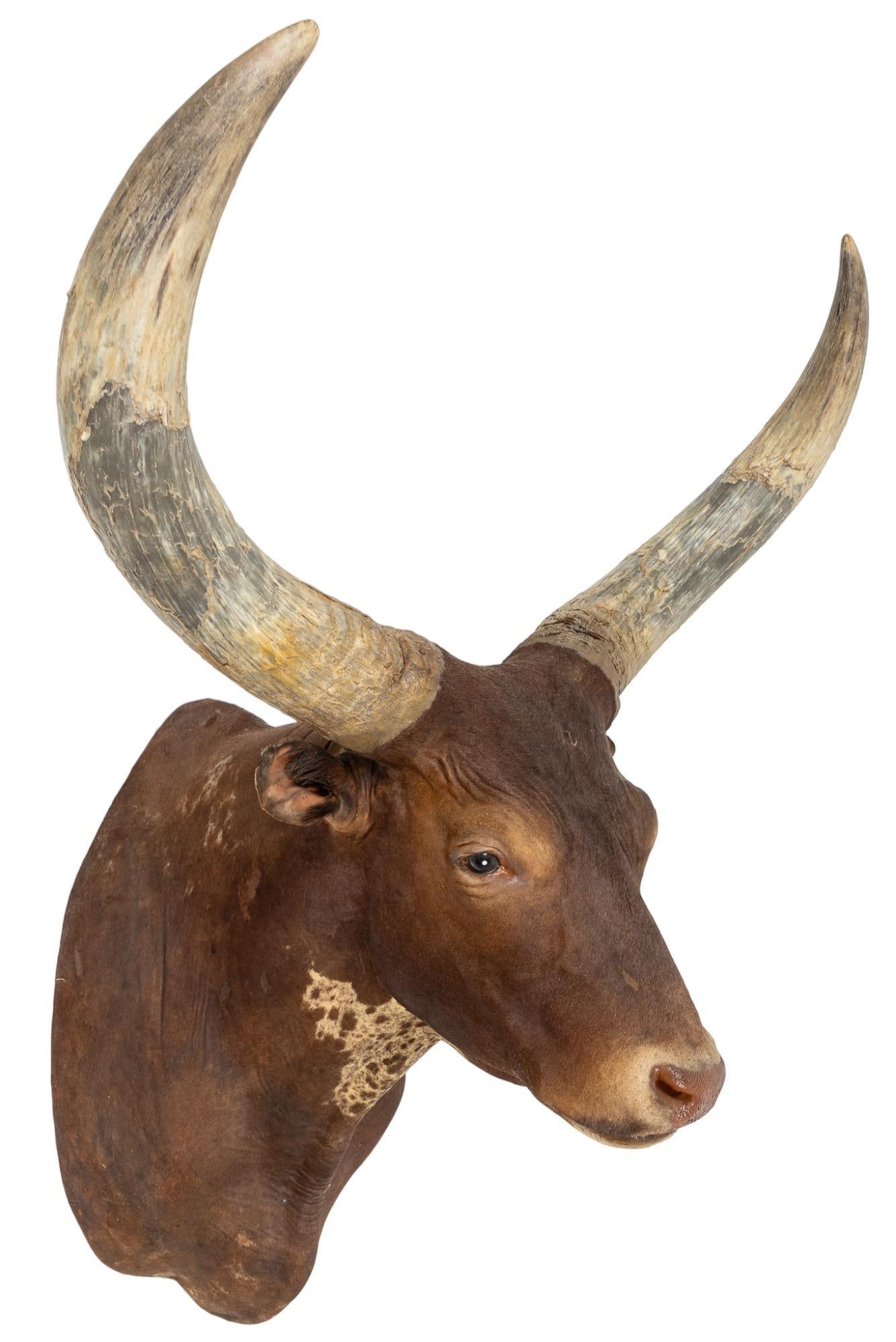 Ankole Watusi Longhorn Shoulder Mount (1 of 4)
