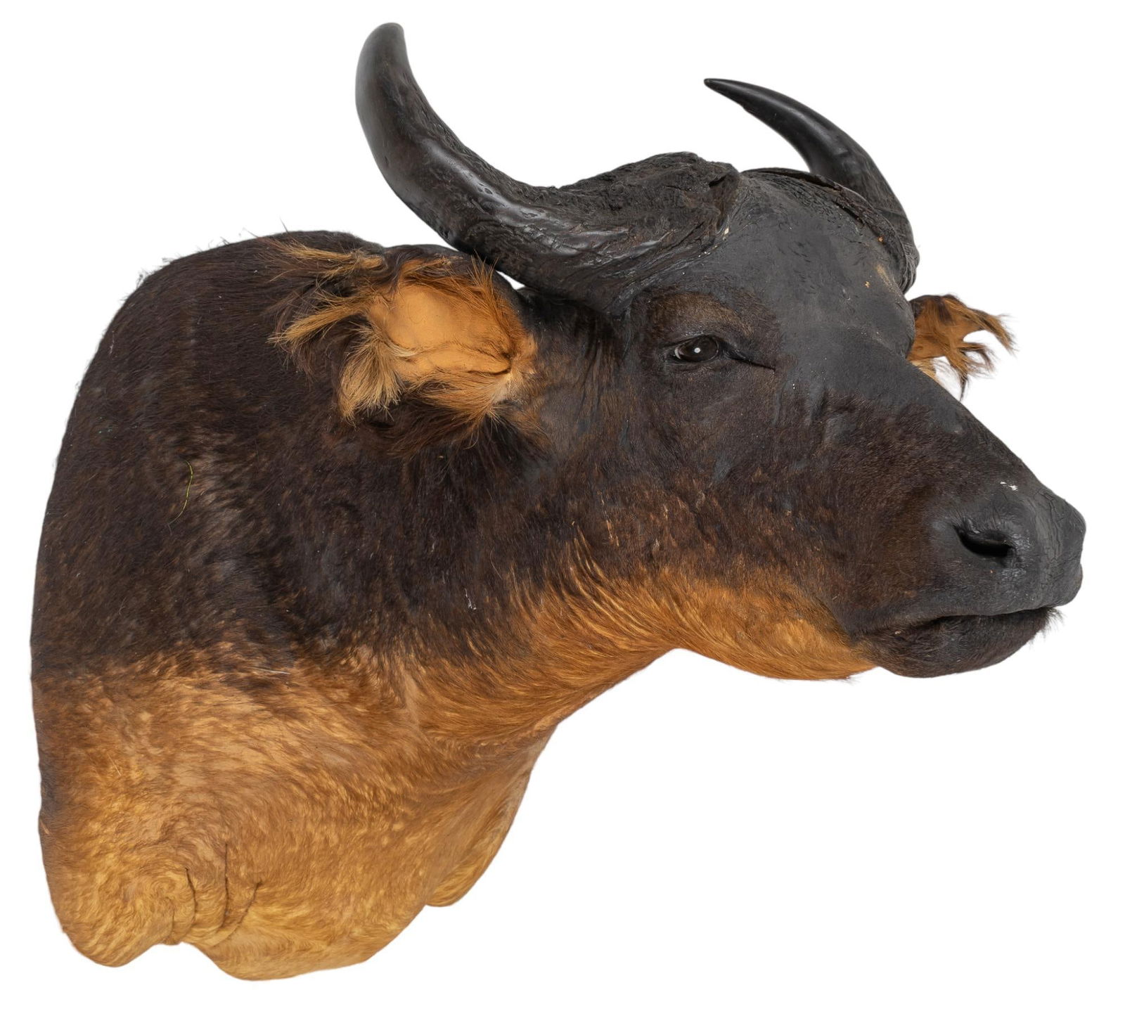 African Buffalo Shoulder Mount (1 of 4)