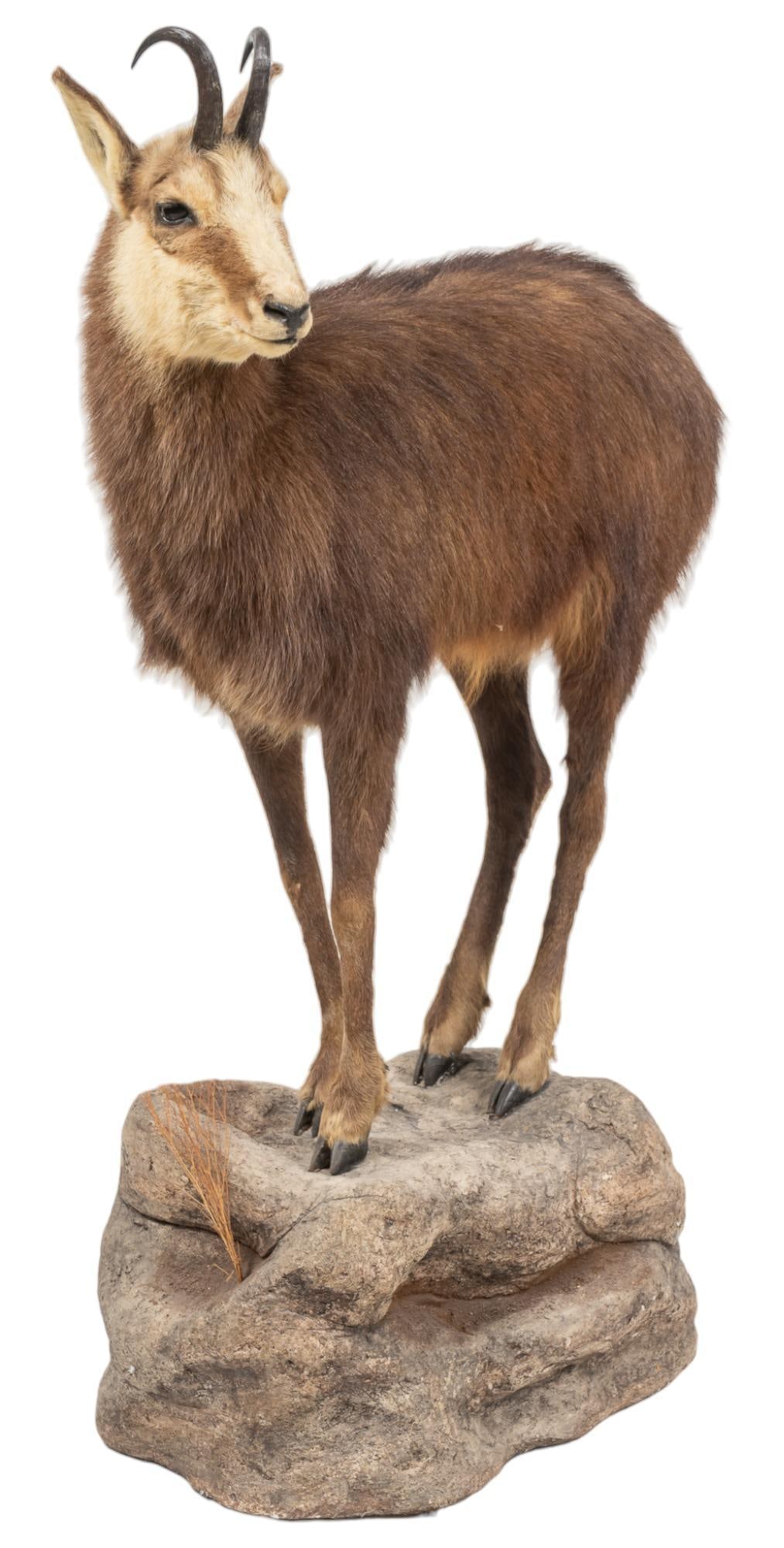 New Zealand Chamois, Full Body Mount (1 of 4)