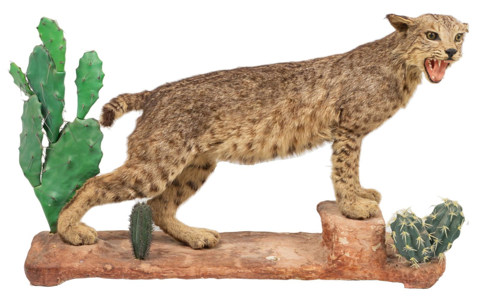 Full Body Bobcat Taxidermy: Full body bobcat taxidermy, mounted with faux cactus plants on a faux stone base height 23 in. x width 38 in. x depth 9 in. Provenance: The Estate of a life-long big and small game hunter and sport
