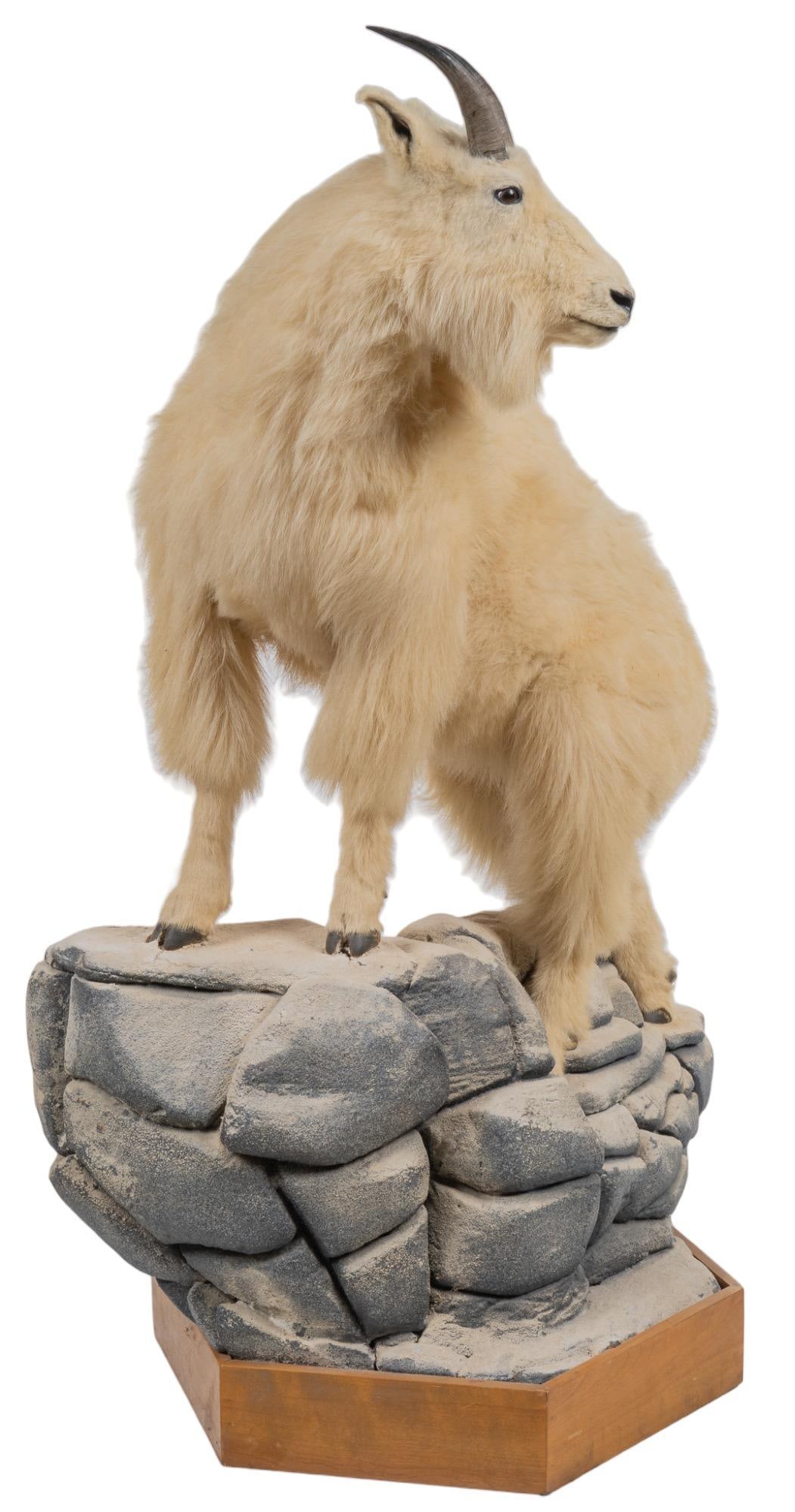 Mountain Goat, Full Body Mount: Full body mountain goat taxidermy display height 70 in. x width 48 in. x depth 34 in. We happily provide seamless shipping services on everything we sell. Please email us at shipping@vogtauction