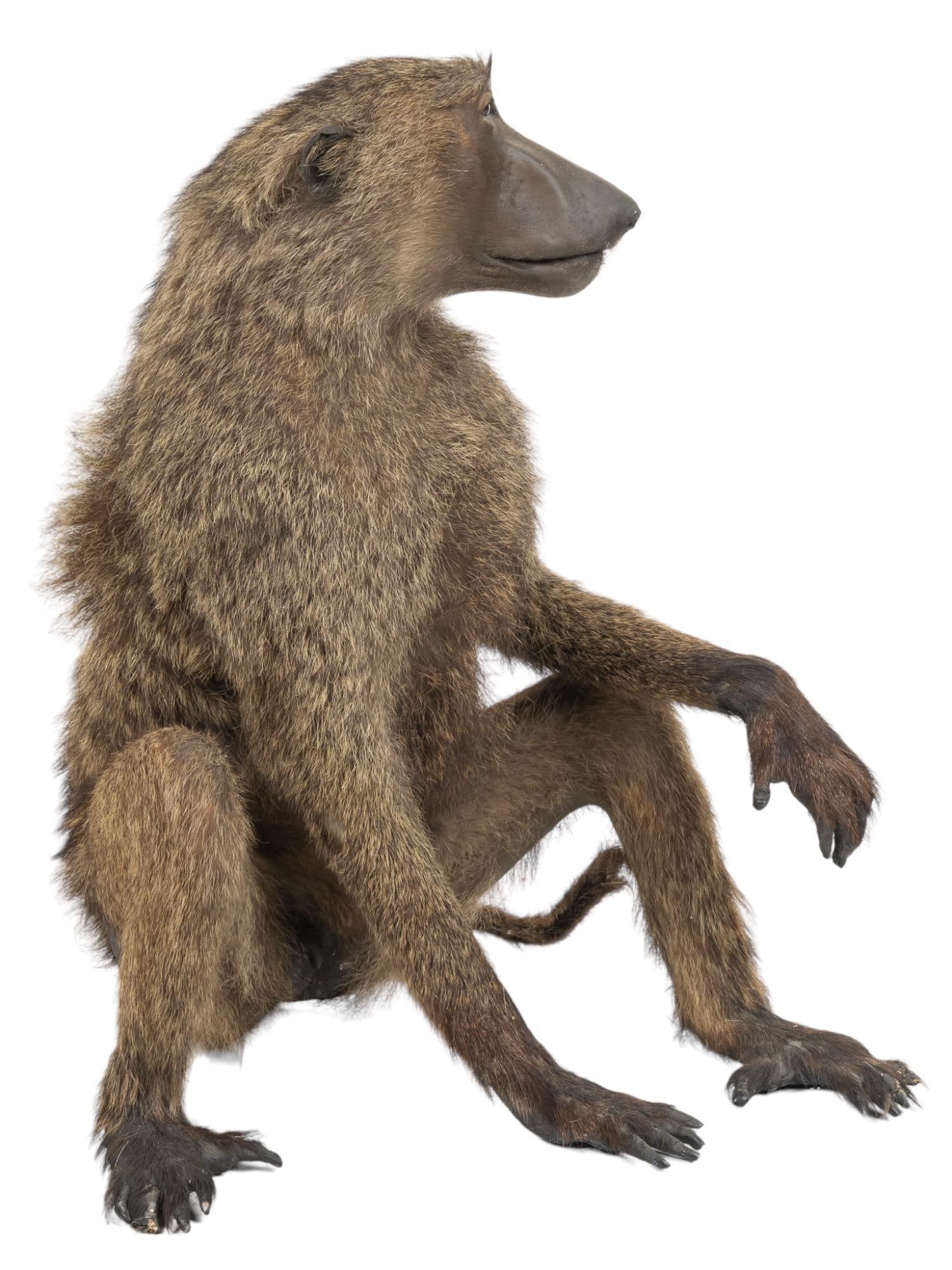 Full Body Baboon Taxidermy Display (1 of 8)