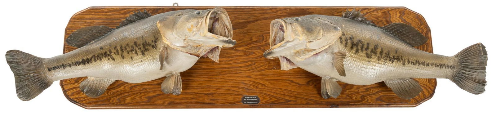 Bass Taxidermy Mount (1 of 5)