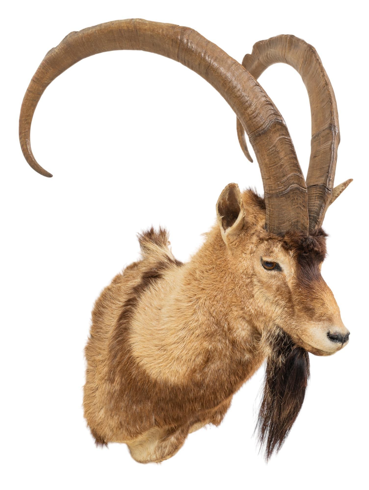 Persian Ibex Shoulder Mount Taxidermy: Persian ibex shoulder mount taxidermy height 28 in. x width 22.5 in. x depth 23 in. Provenance: The Estate of a life-long big and small game hunter and sportsman, collected during world-wide hunting e