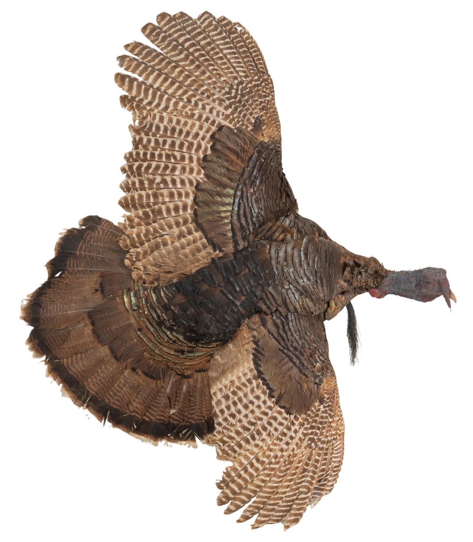 Full Body Wild Turkey: Full body wild turkey taxidermy display height 42 in. x width 54 in. x depth 9 in. Provenance: The Estate of a life-long big and small game hunter and sportsman, collected during world-wide hunting