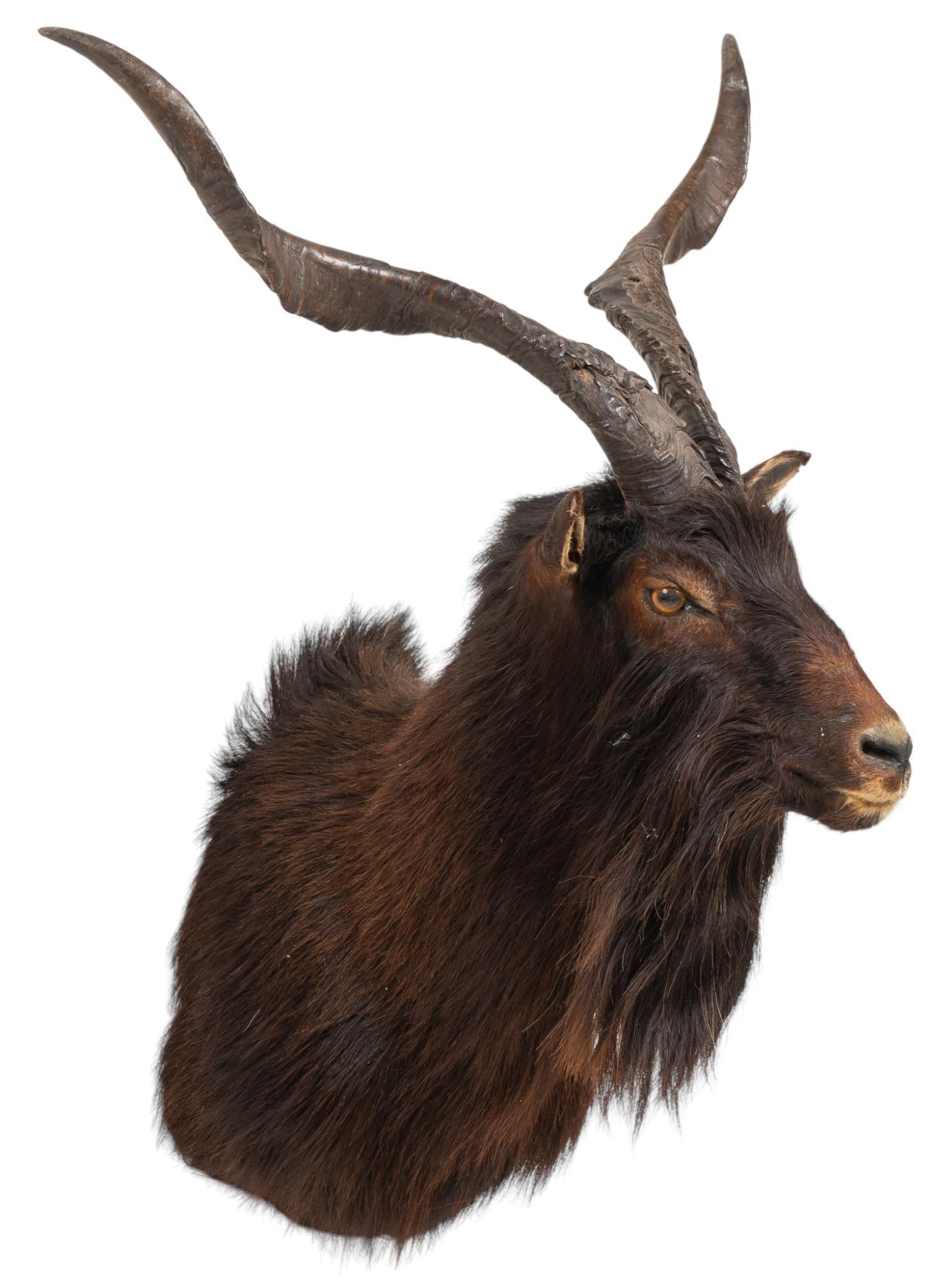 Catalina Goat Shoulder Mount Taxidermy (1 of 4)