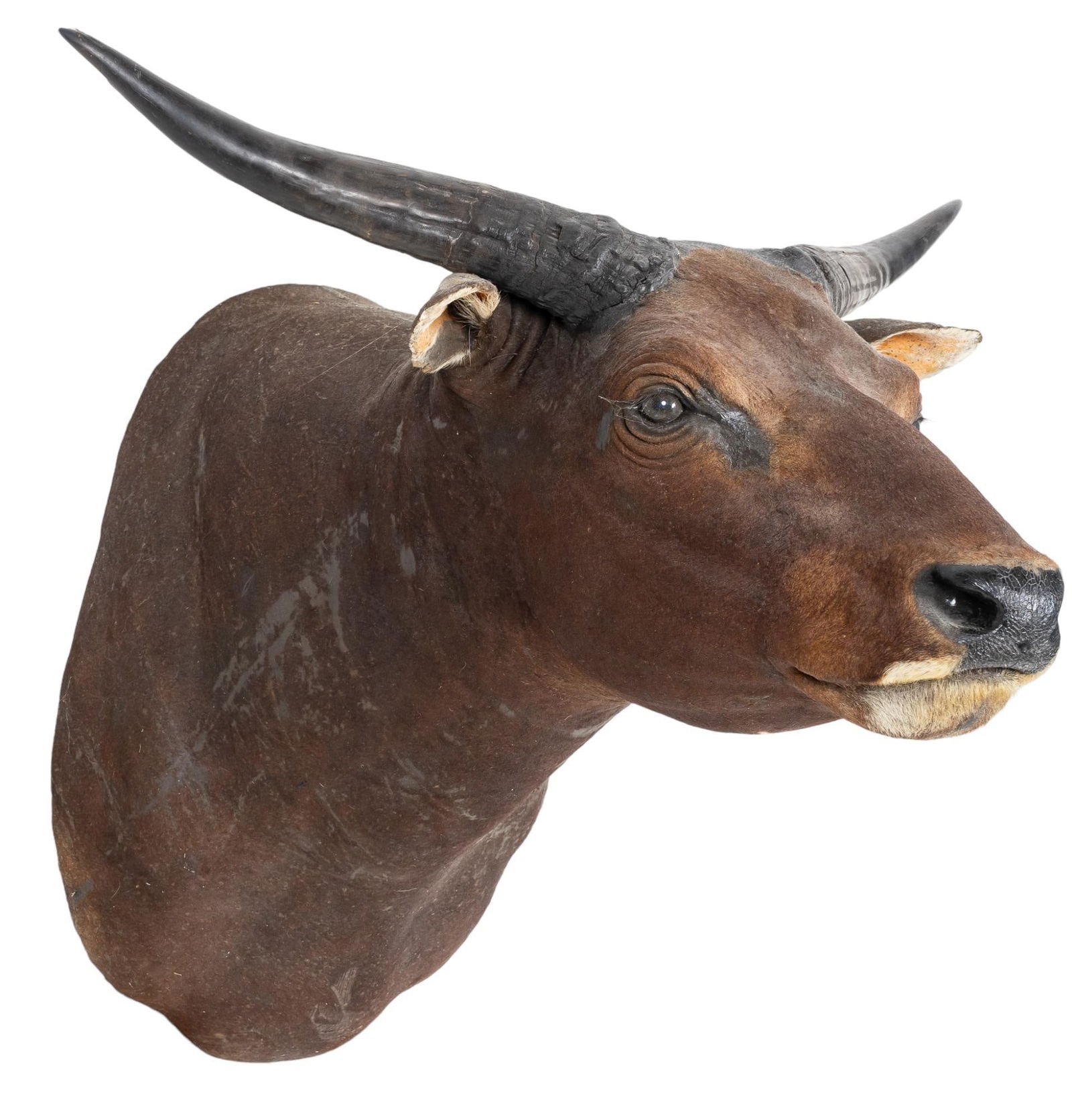 Bulls Head Shoulder Mount (1 of 4)