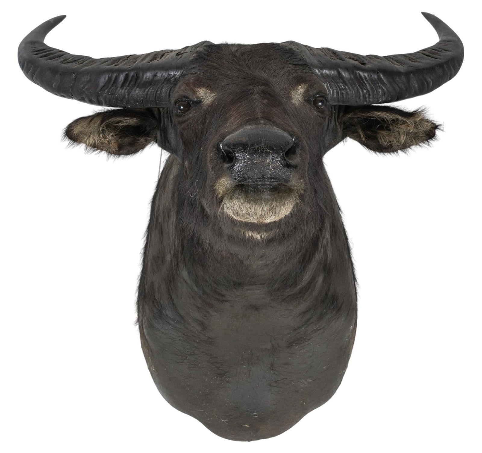 Asian Water Buffalo Shoulder Mount (1 of 4)