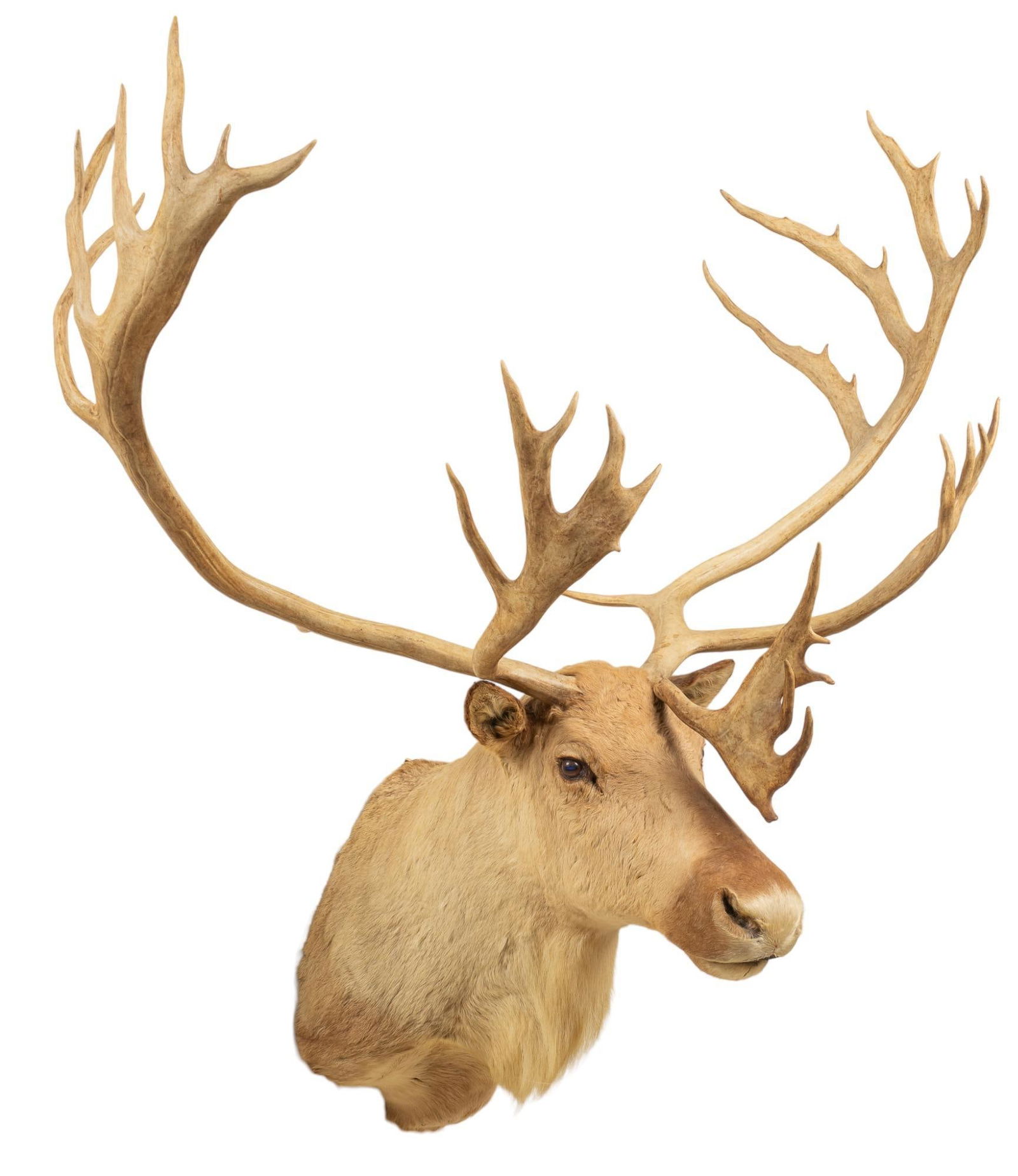 Caribou Shoulder Mount Taxidermy (1 of 4)