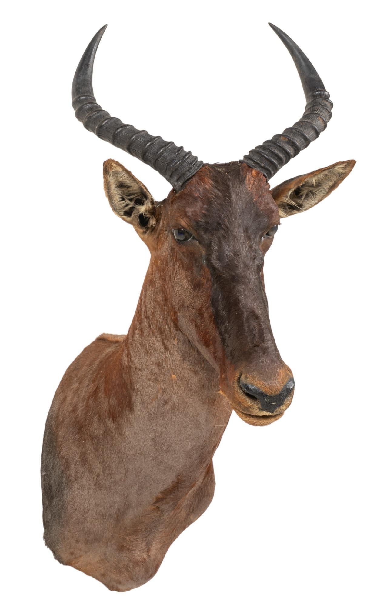 African Tsessebe Wall Mount Taxidermy (1 of 4)