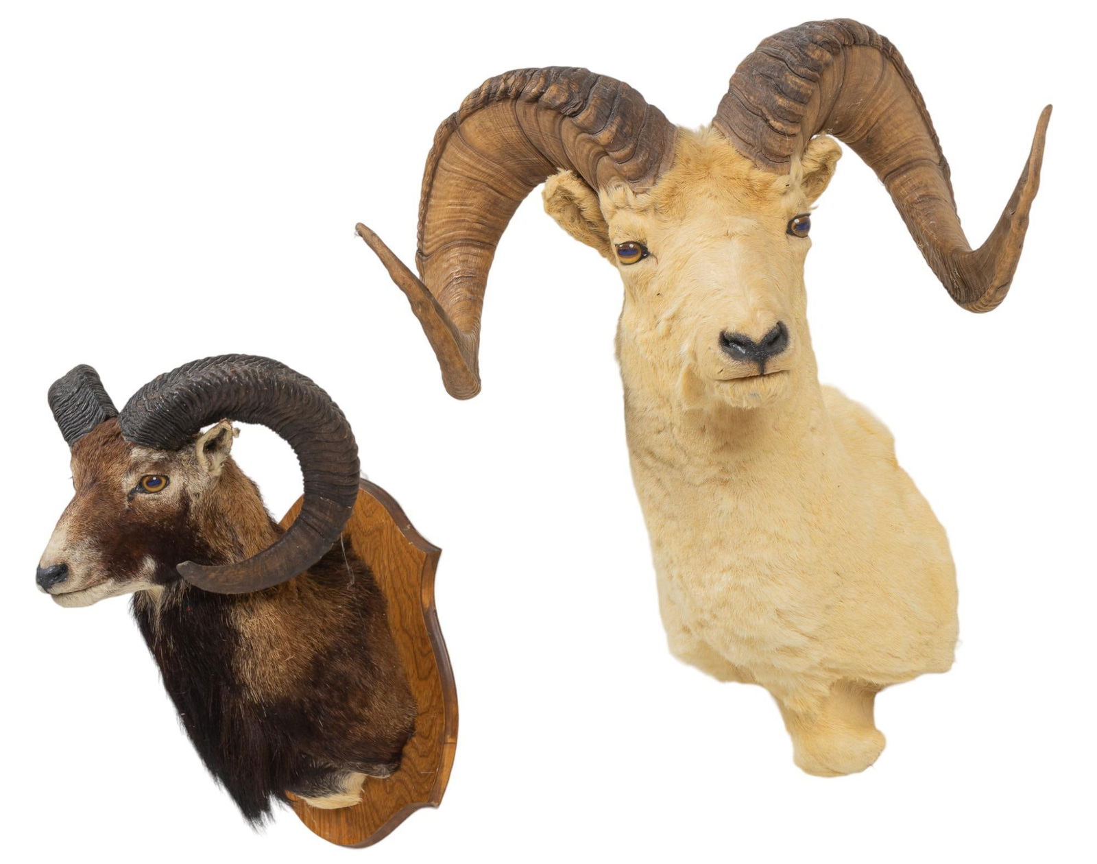 Dall Sheep and and Mouflon Shoulder Mount Taxidermy (1 of 4)