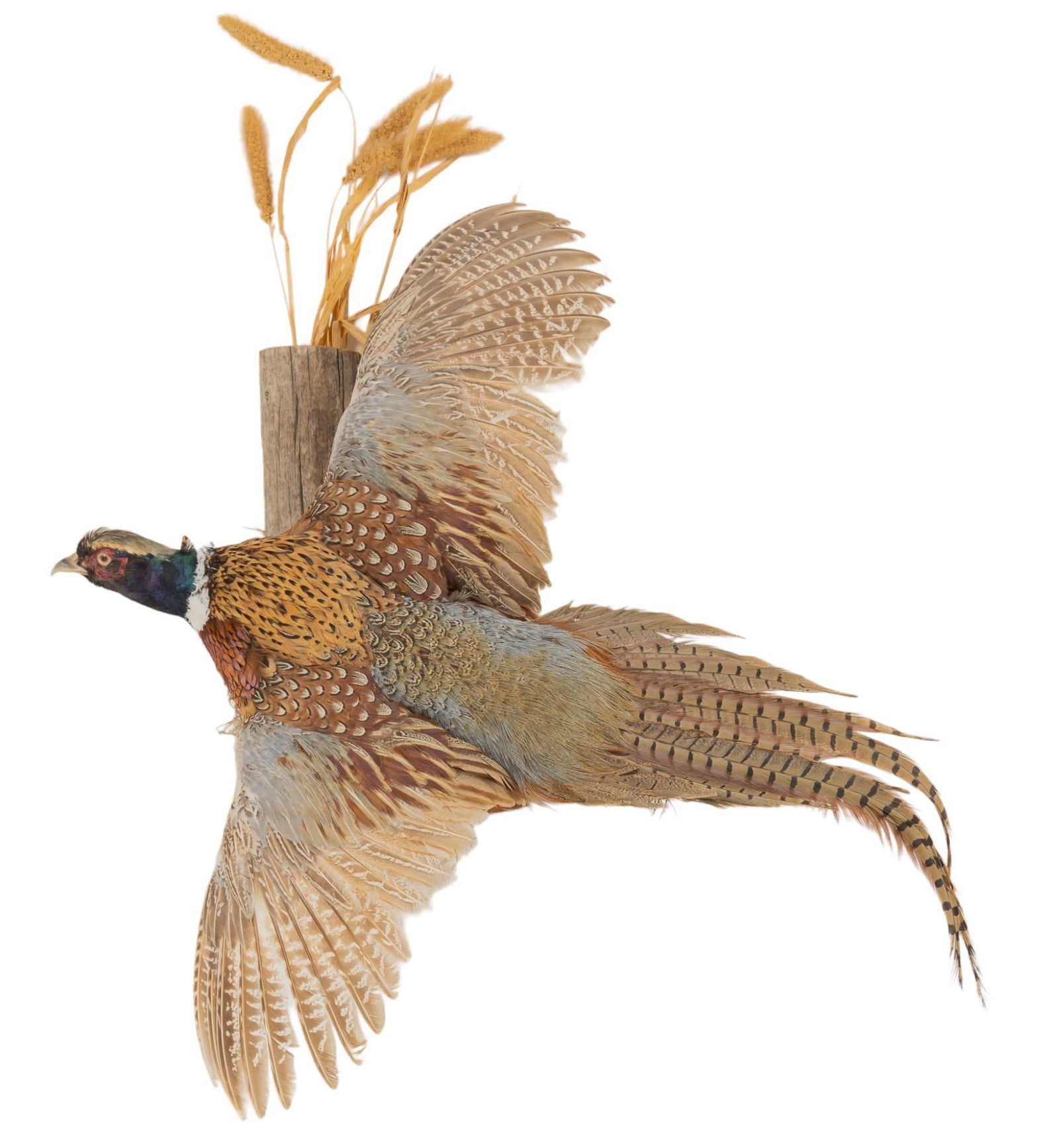 Ring-necked Pheasant Wall Mount (1 of 4)
