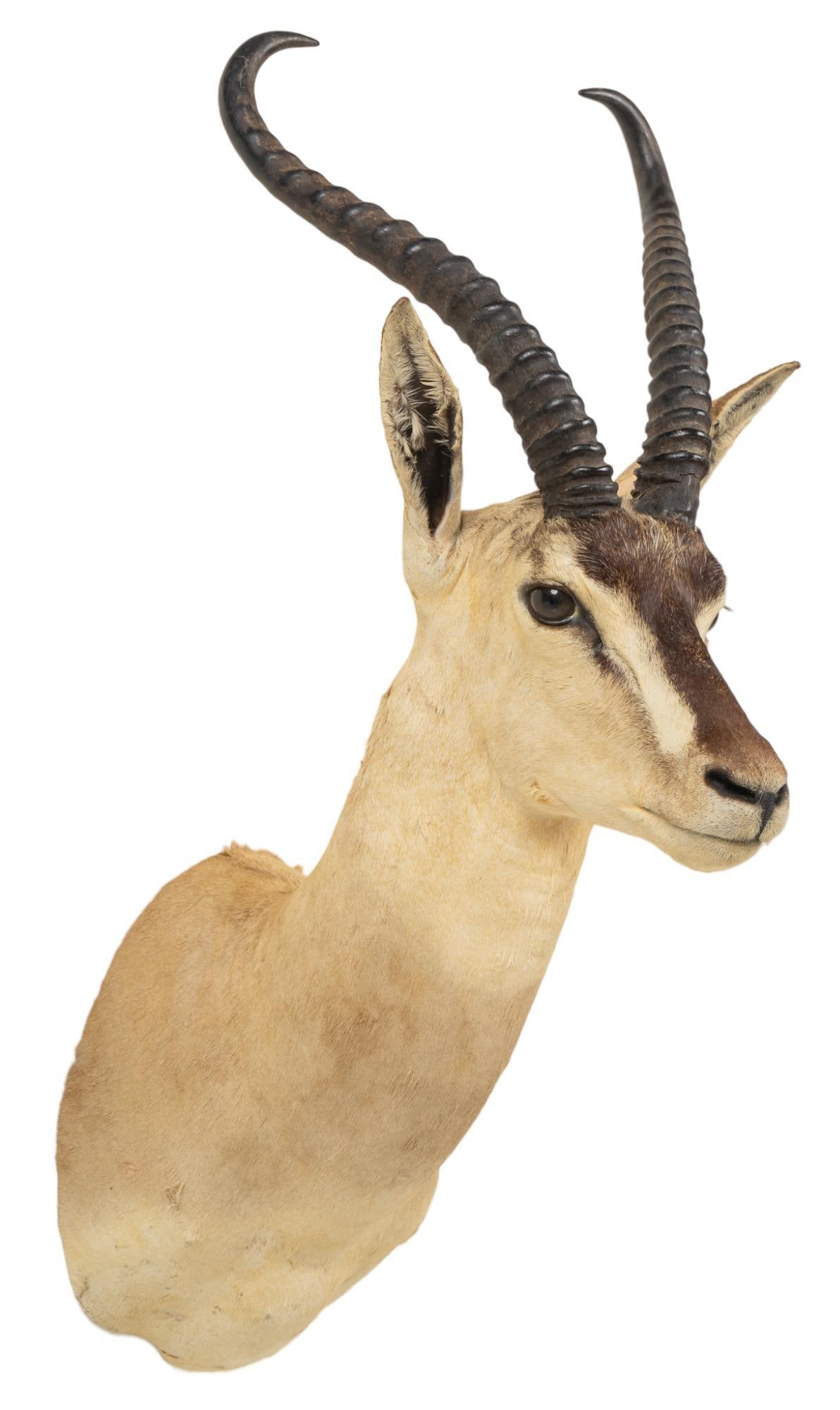 Grants Gazelle Shoulder Mount (1 of 4)