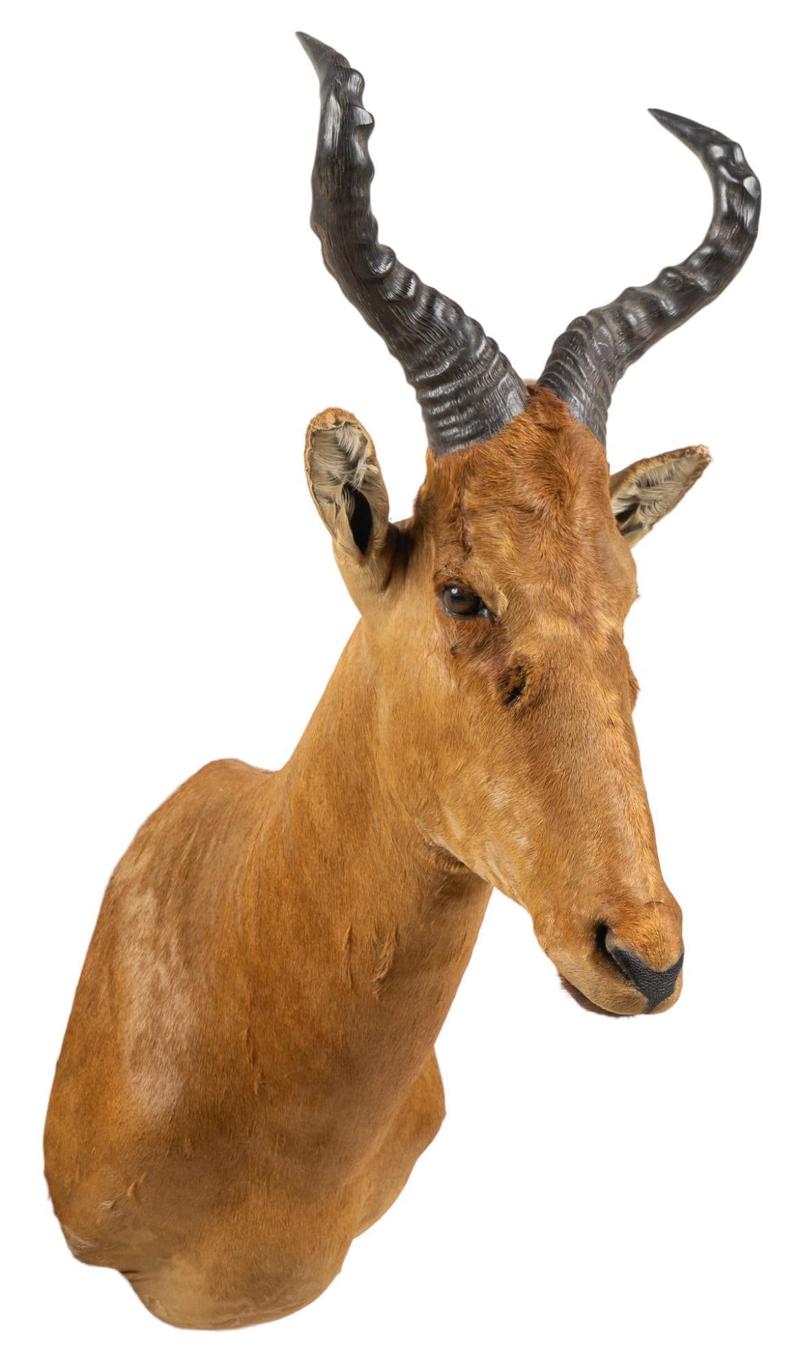 Red Hartebeest Shoulder Mount Taxidermy (1 of 4)
