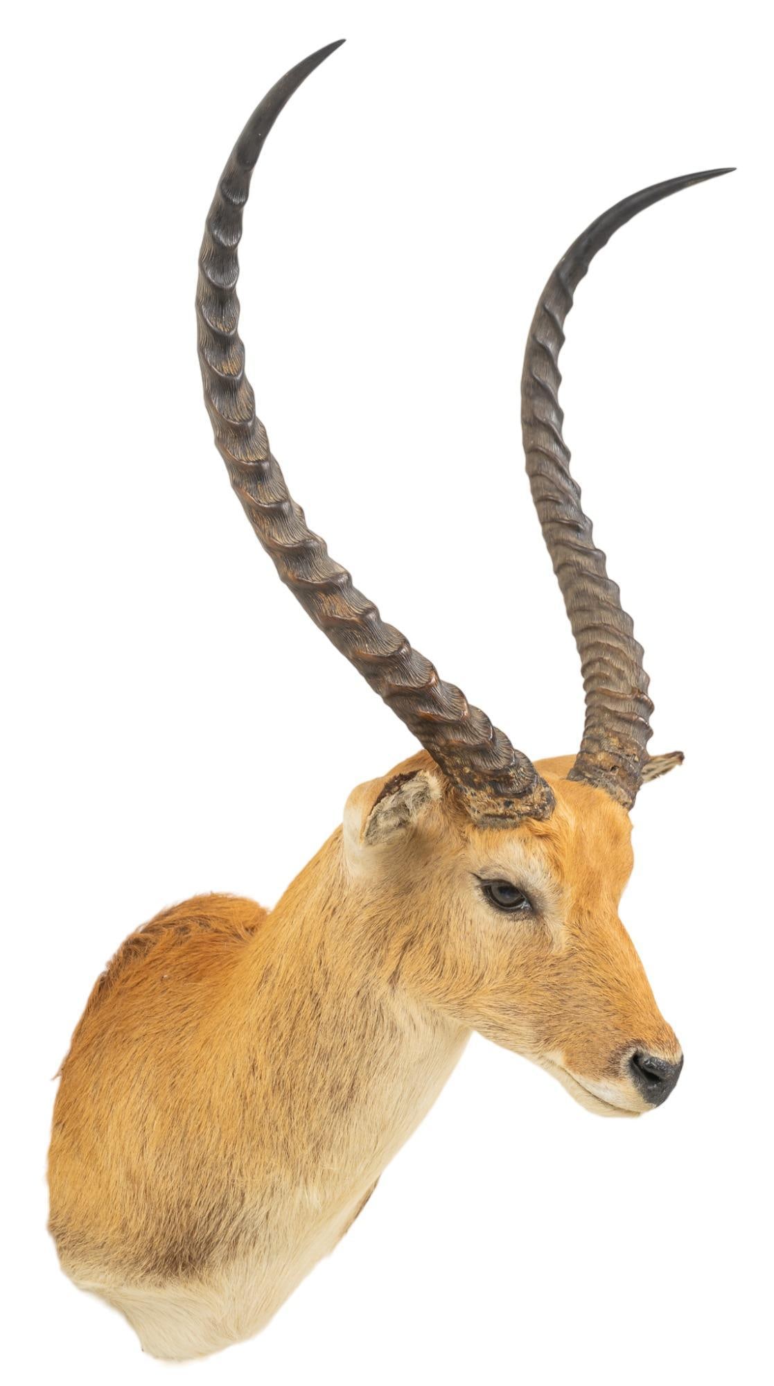Red Lechwe Shoulder Mount Taxidermy: Red lechwe shoulder mount taxidermy height 46 in. x width 18 in. x depth 23 in. Provenance: The Estate of a life-long big and small game hunter and sportsman, collected during world-wide hunting excur