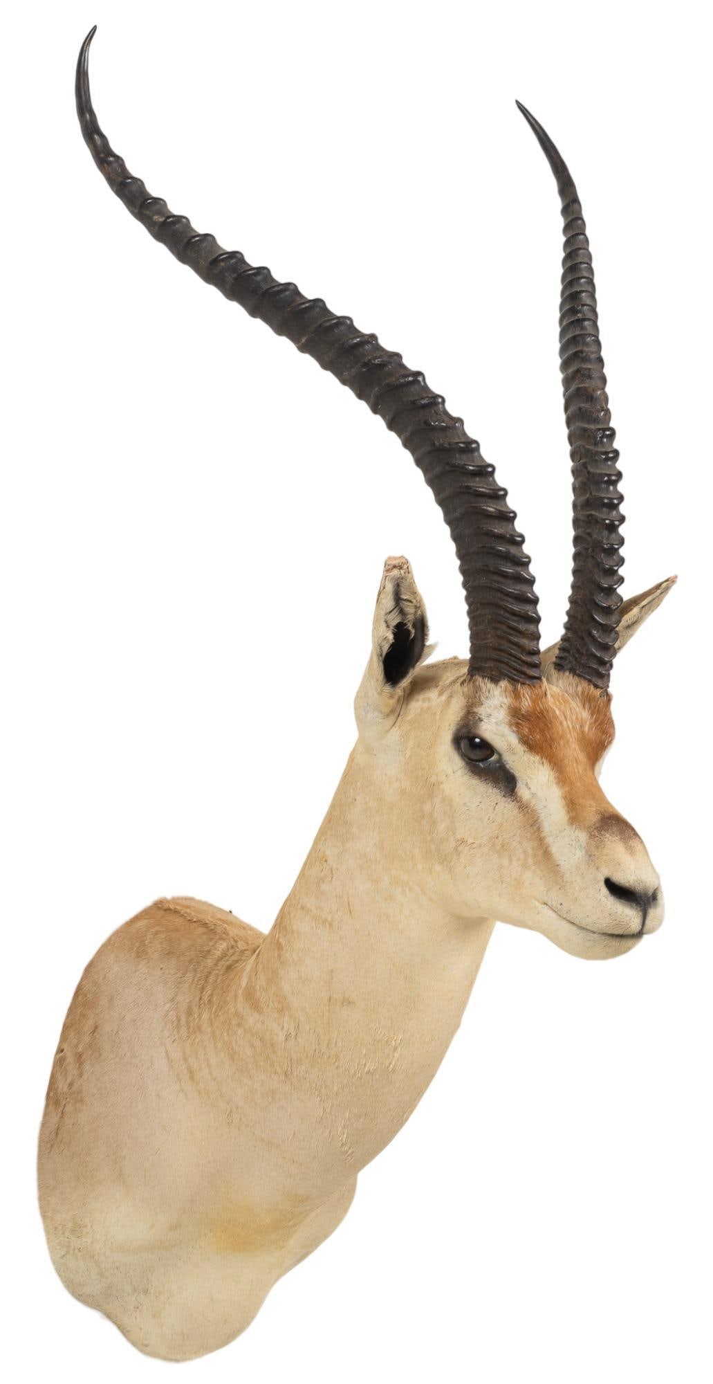 Grants Gazelle Shoulder Mount Taxidermy (1 of 4)