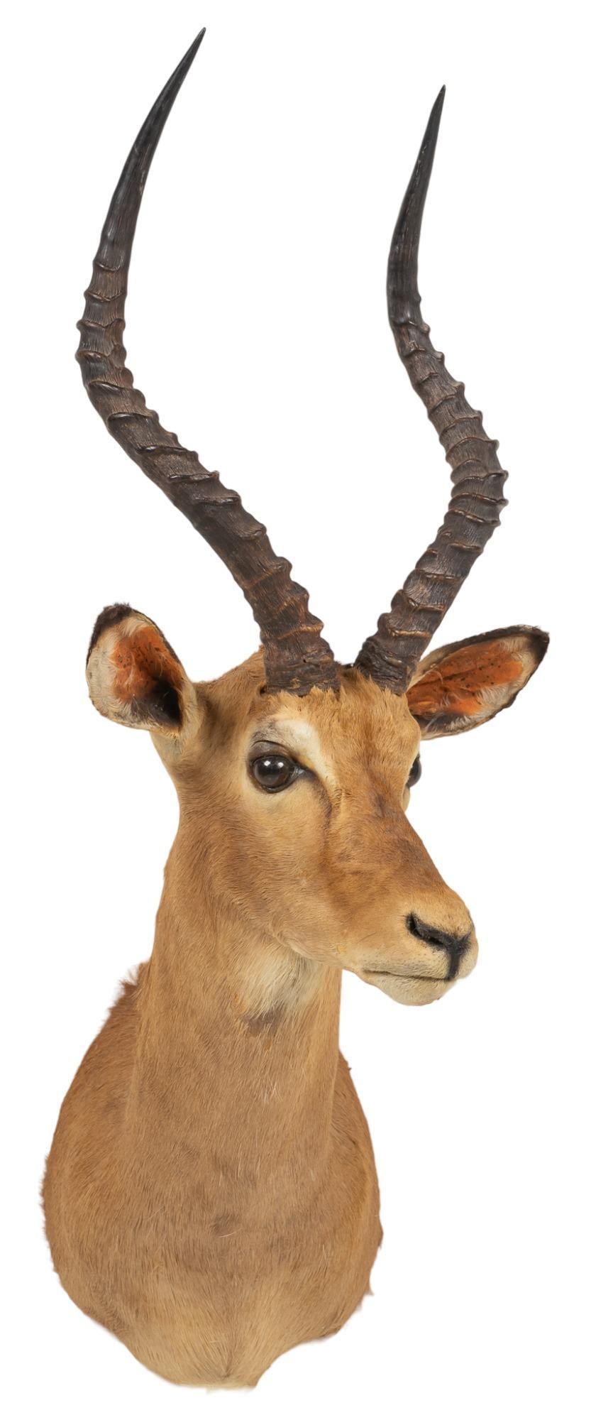 Impala Shoulder Mount Taxidermy (1 of 4)