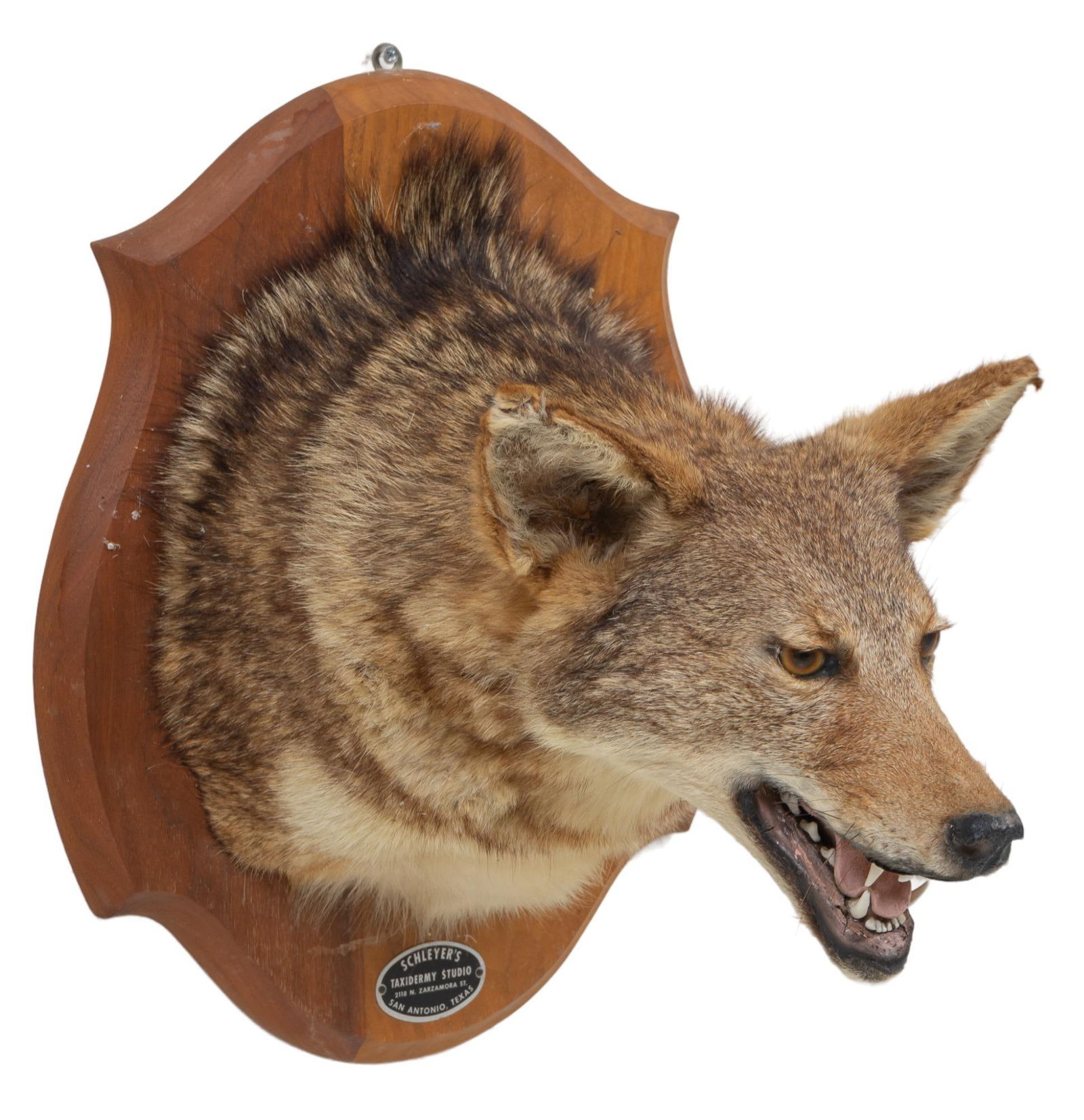 Coyote Shoulder Mount Taxidermy (1 of 5)