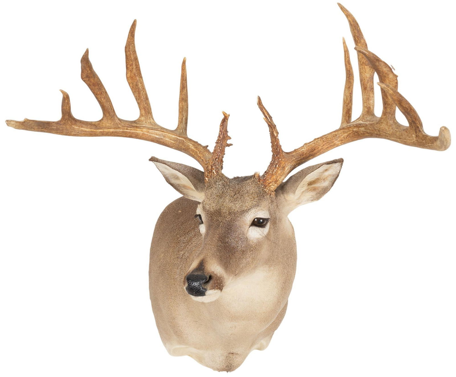 White-Tail Deer Trophy Shoulder Mount (1 of 5)