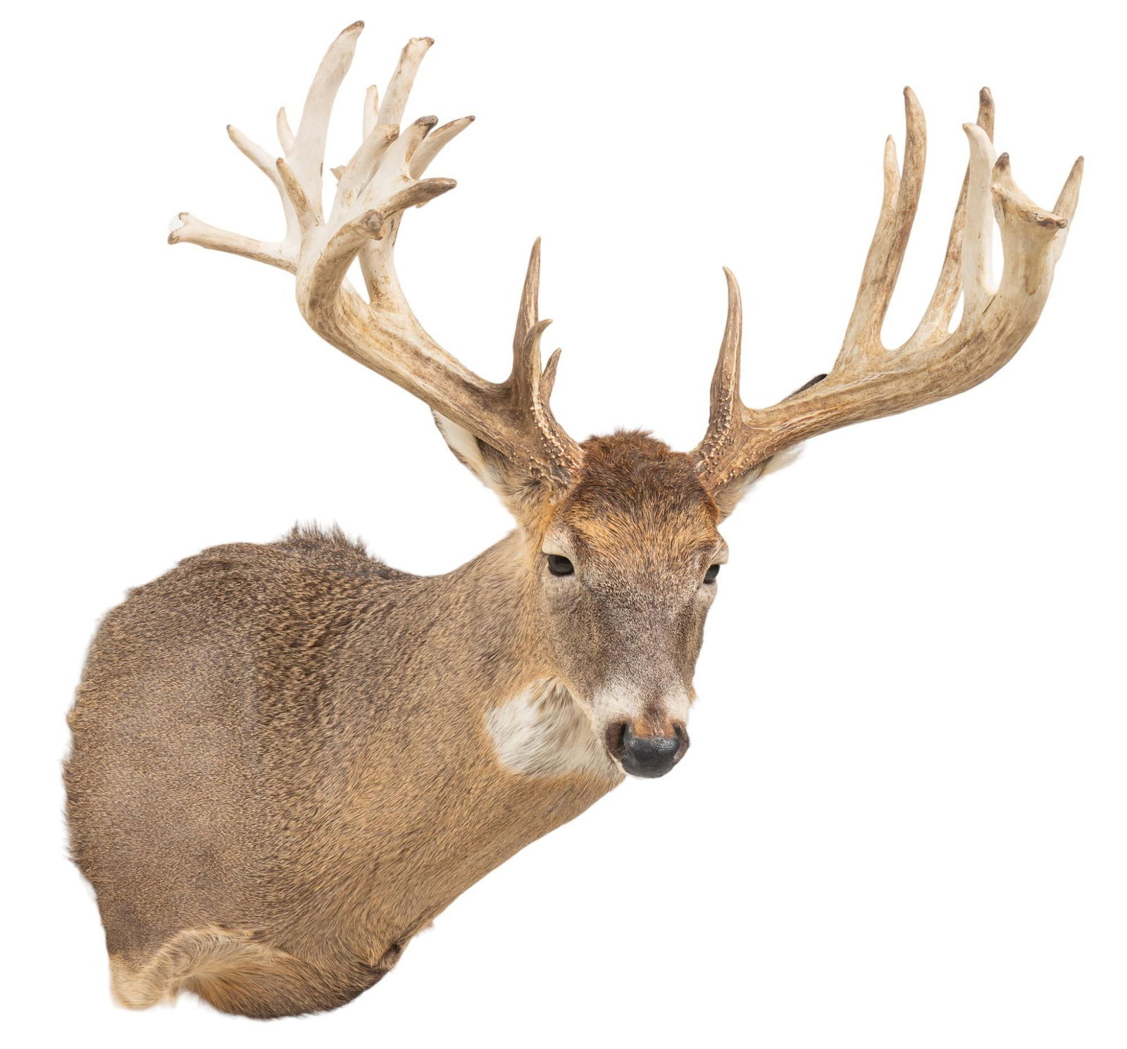 White-Tail Deer Shoulder Mount Taxidermy (1 of 5)