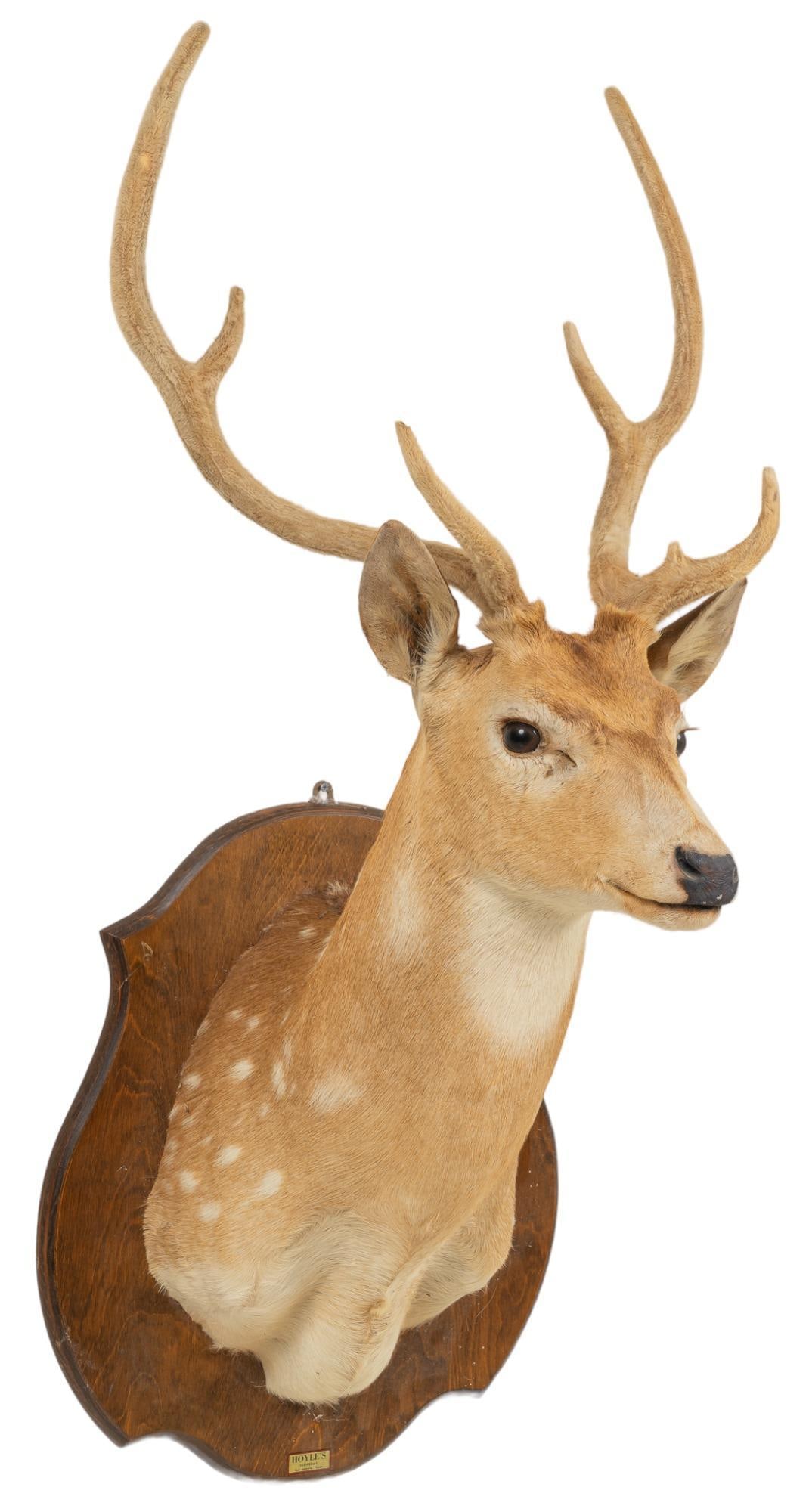 Axis Deer Shoulder Mount Taxidermy (1 of 5)