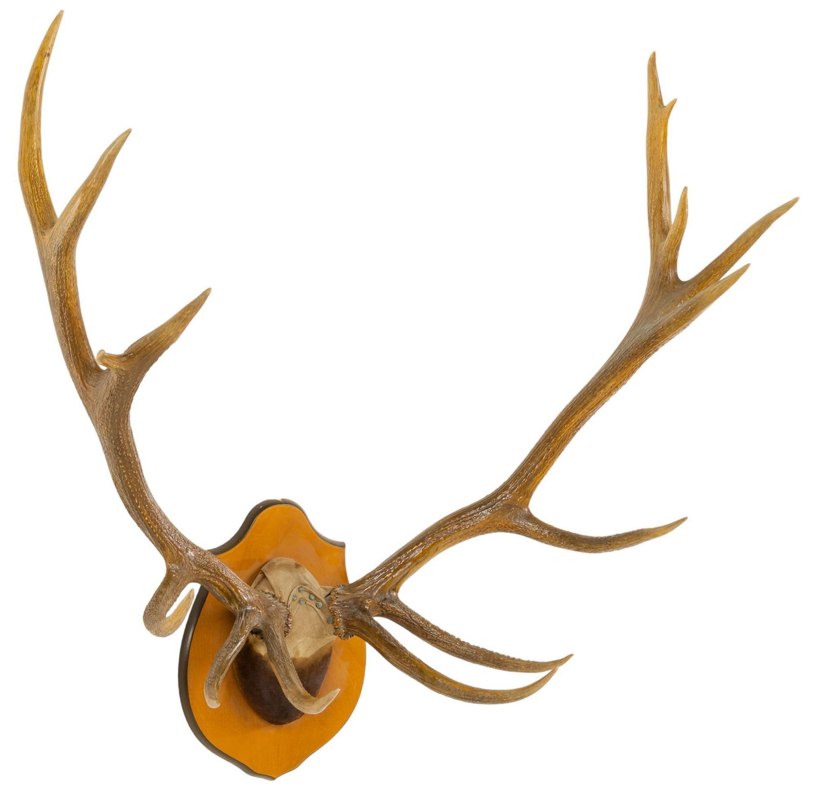 Deer Antler Mount (1 of 5)