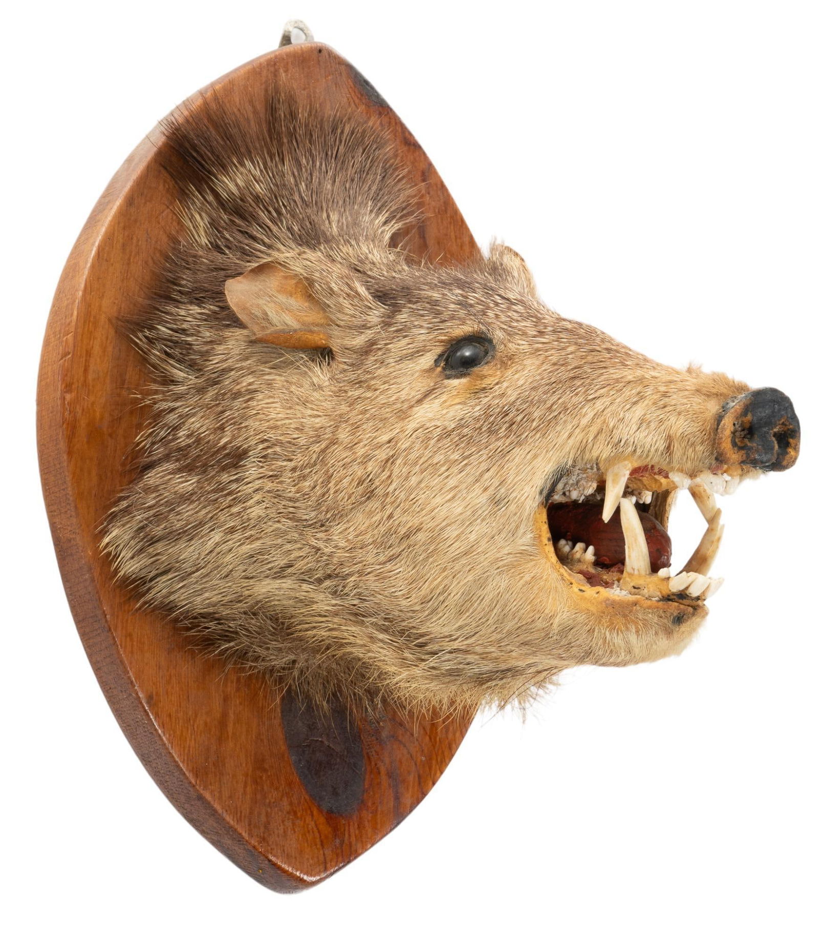 Wild Boar Mount (1 of 4)