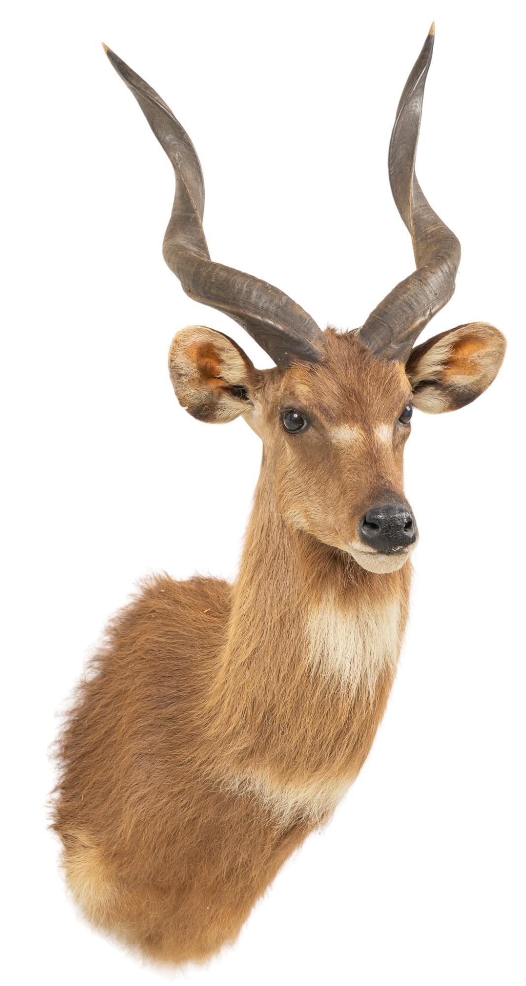 Lesser Kudu Shoulder Mount Taxidermy (1 of 5)