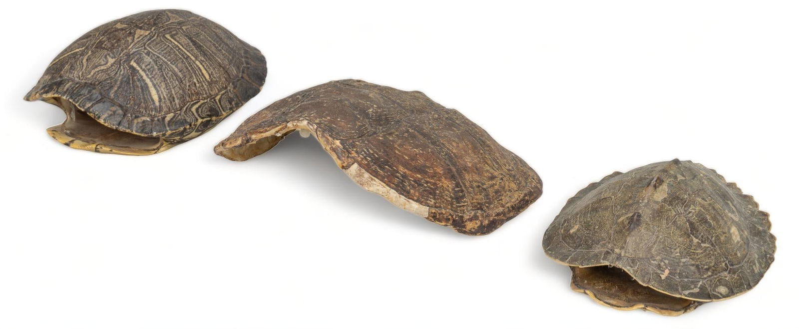 (3) Turtle Shell Specimens (1 of 7)