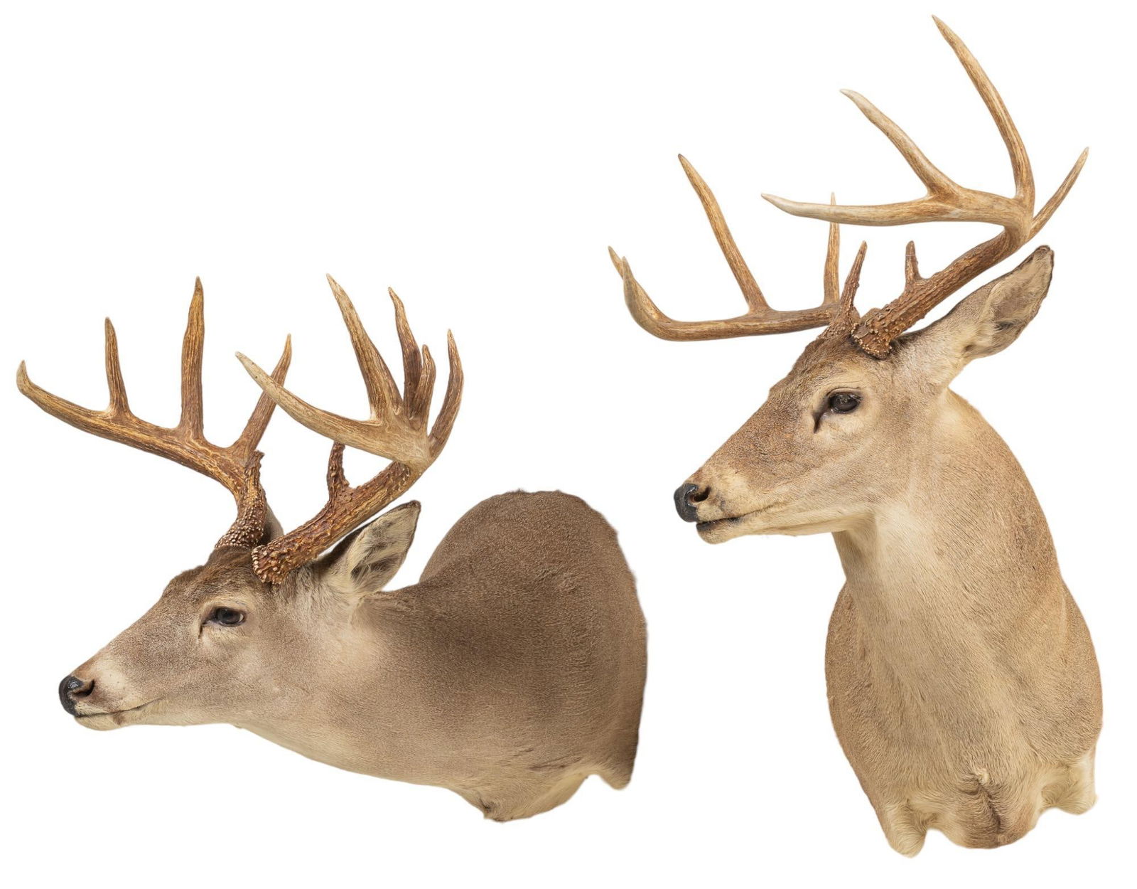 (2) White-Tail Deer Shoulder Mount Taxidermy (1 of 4)