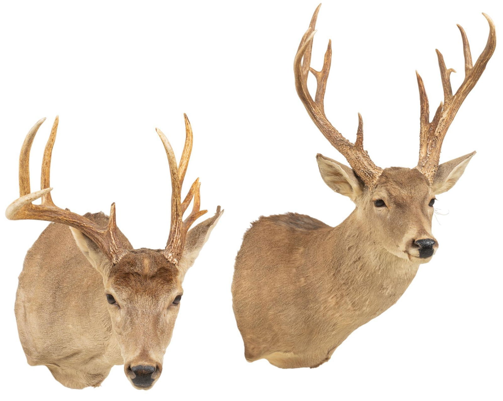 (2) White-Tail Deer Shoulder Mount Taxidermy (1 of 5)