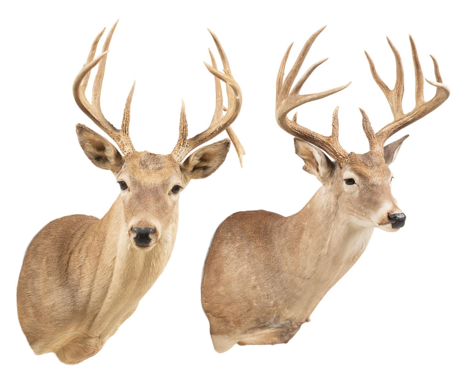 (2) White-Tail Deer Shoulder Mount Taxidermy (1 of 5)