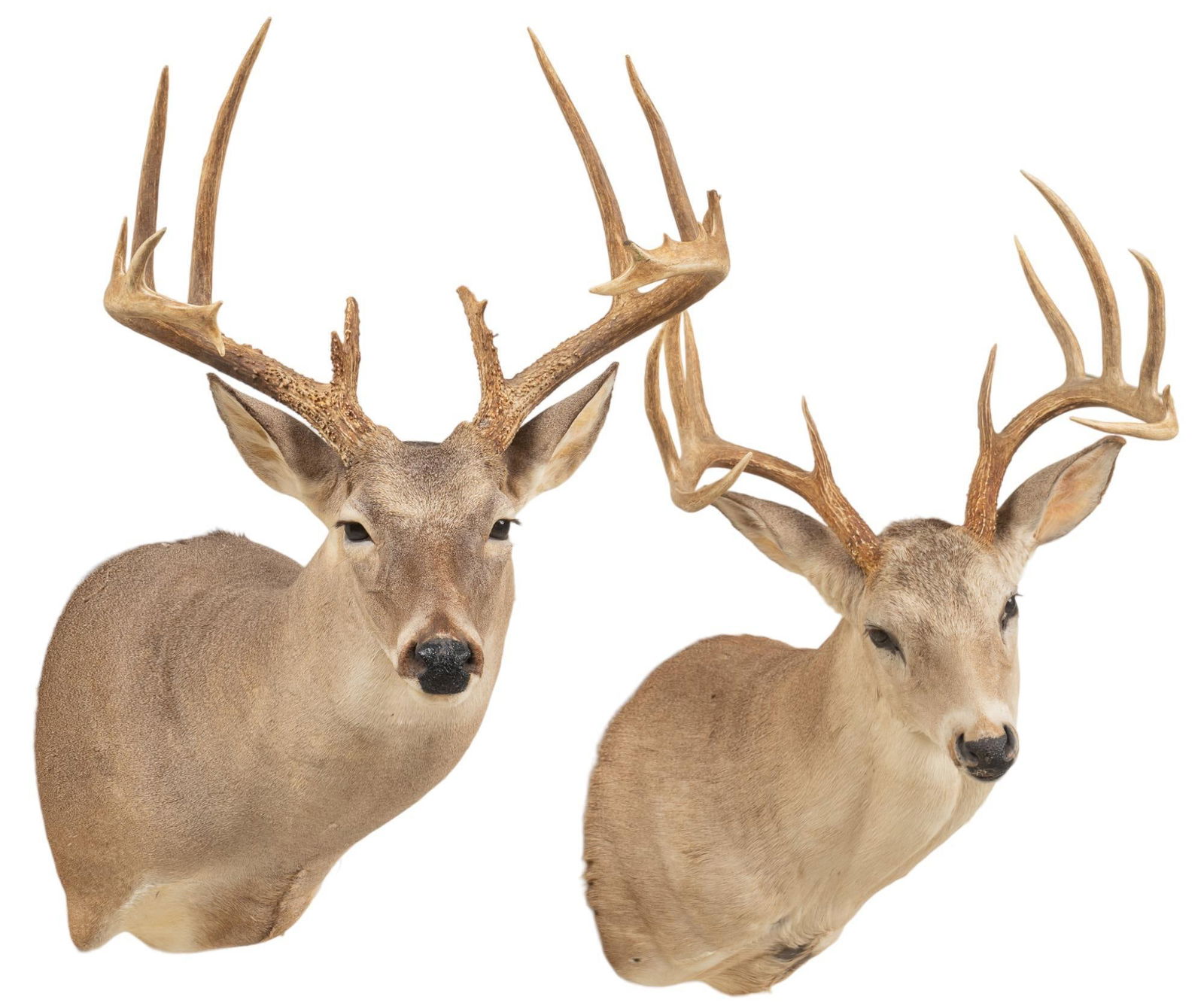 (2) White-Tail Deer Shoulder Mount Taxidermy (1 of 5)