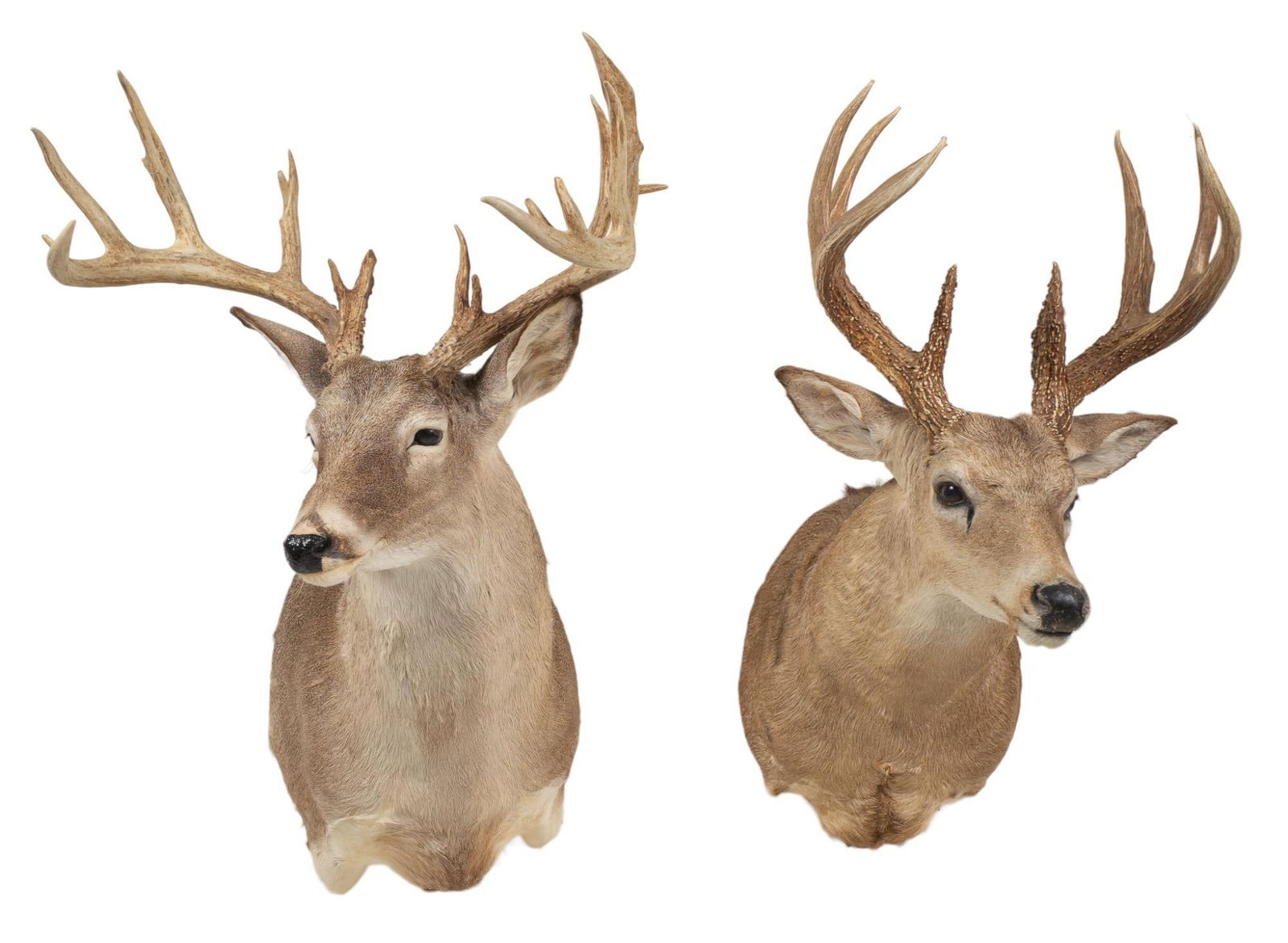 (2) White-Tail Deer Shoulder Mount Taxidermy (1 of 6)