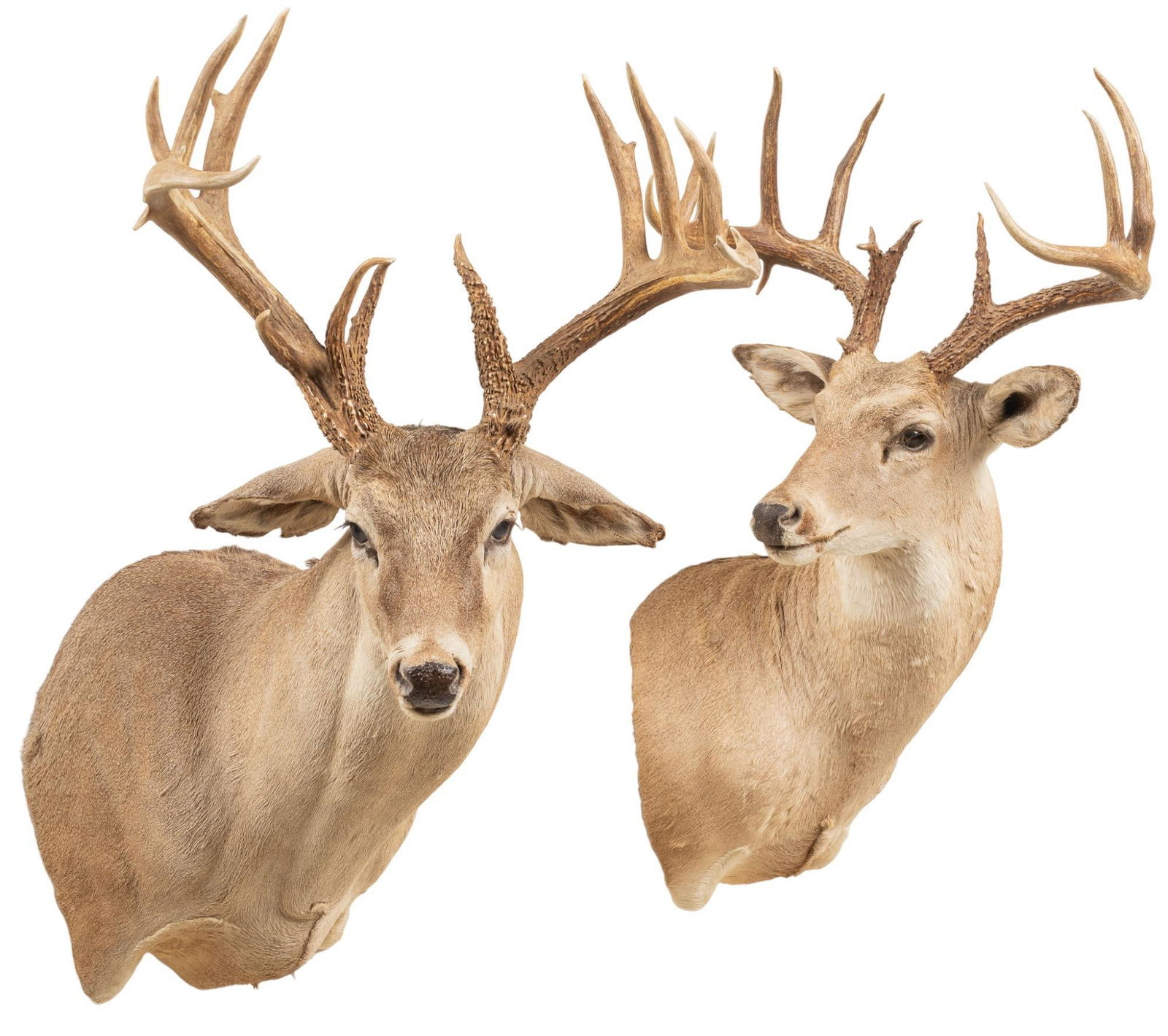 (2) White-Tail Deer Shoulder Mount Taxidermy (1 of 5)