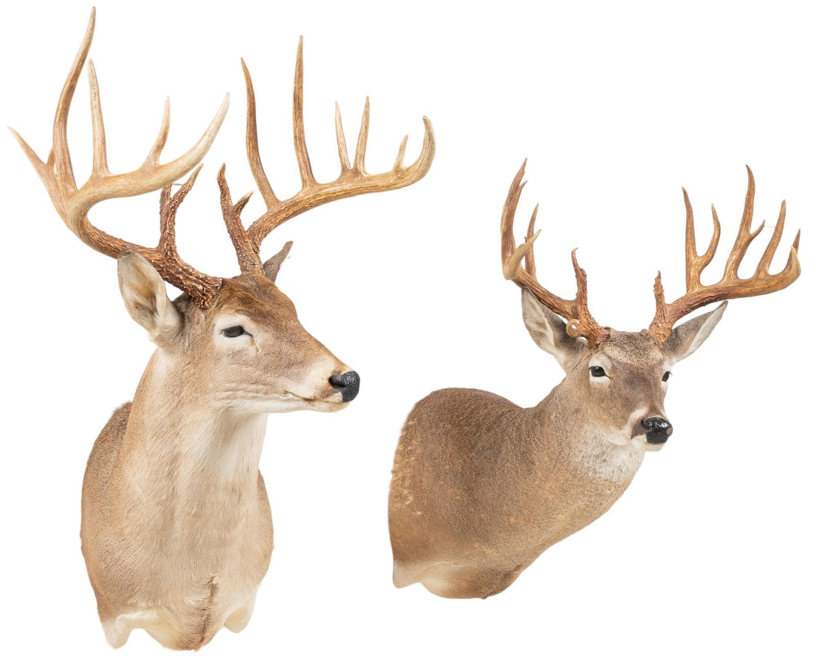(2) White-Tail Deer Shoulder Mount Taxidermy (1 of 4)
