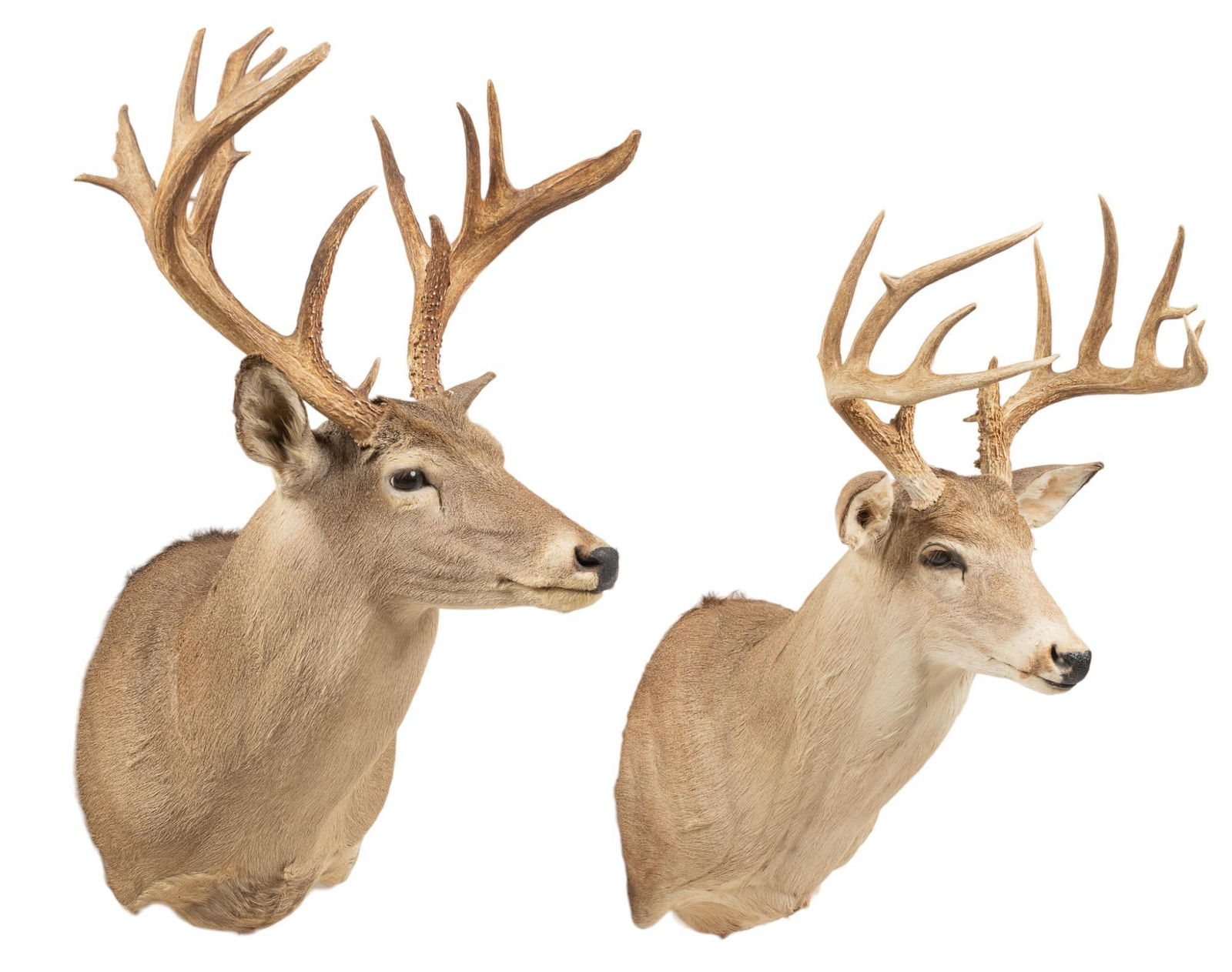 (2) White-Tail Deer Shoulder Mount Taxidermy (1 of 4)