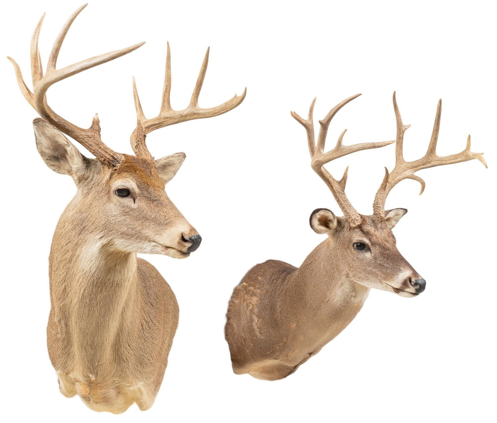 (2) White-Tail Deer Shoulder Mount Taxidermy (1 of 4)