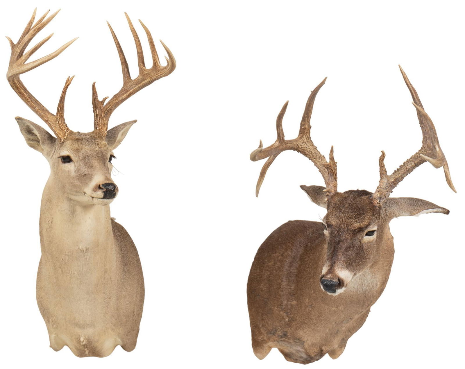 (2) White-Tail Deer Shoulder Mound Taxidermy (1 of 4)