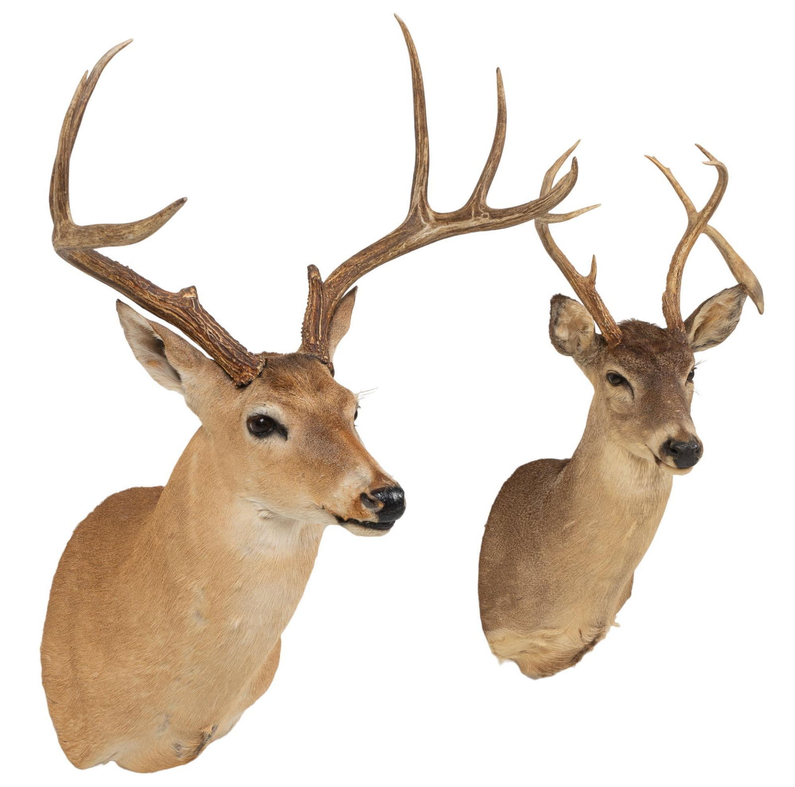 (2) White-Tail Deer Shoulder Mounts (1 of 4)